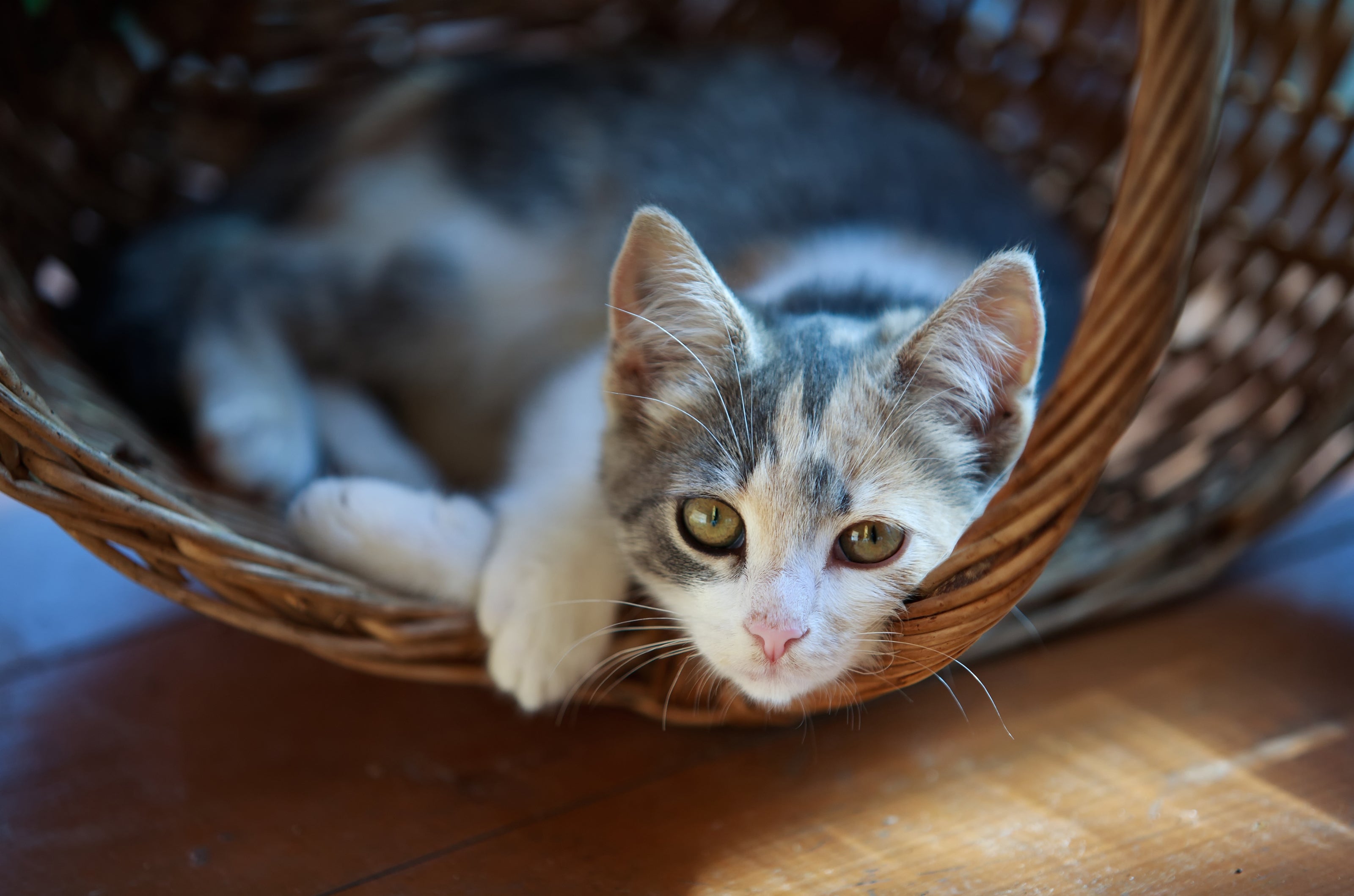 Bi color cat in basket