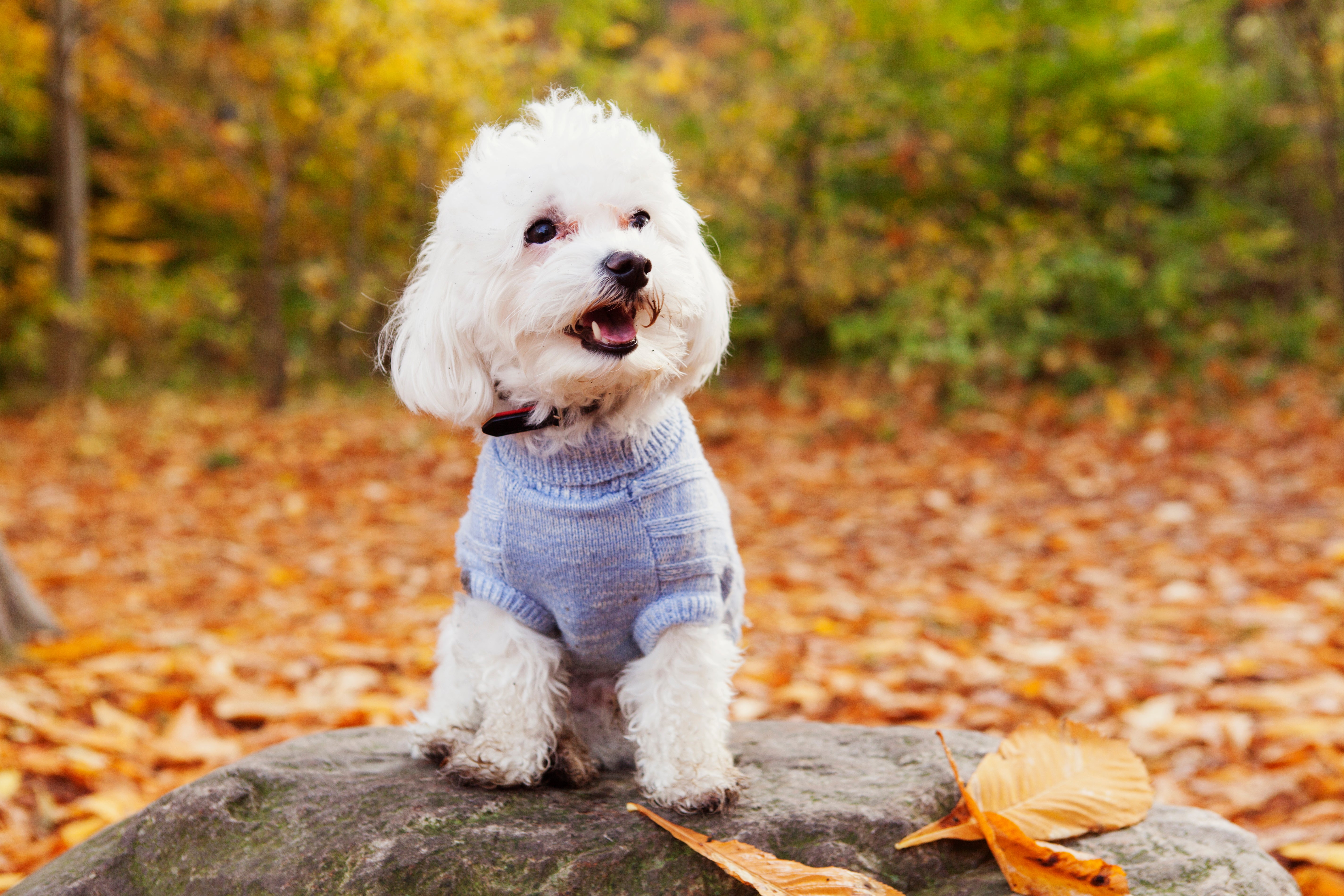 Bichon Frise dog breed in a light blue sweater sitting on a rock in the forest