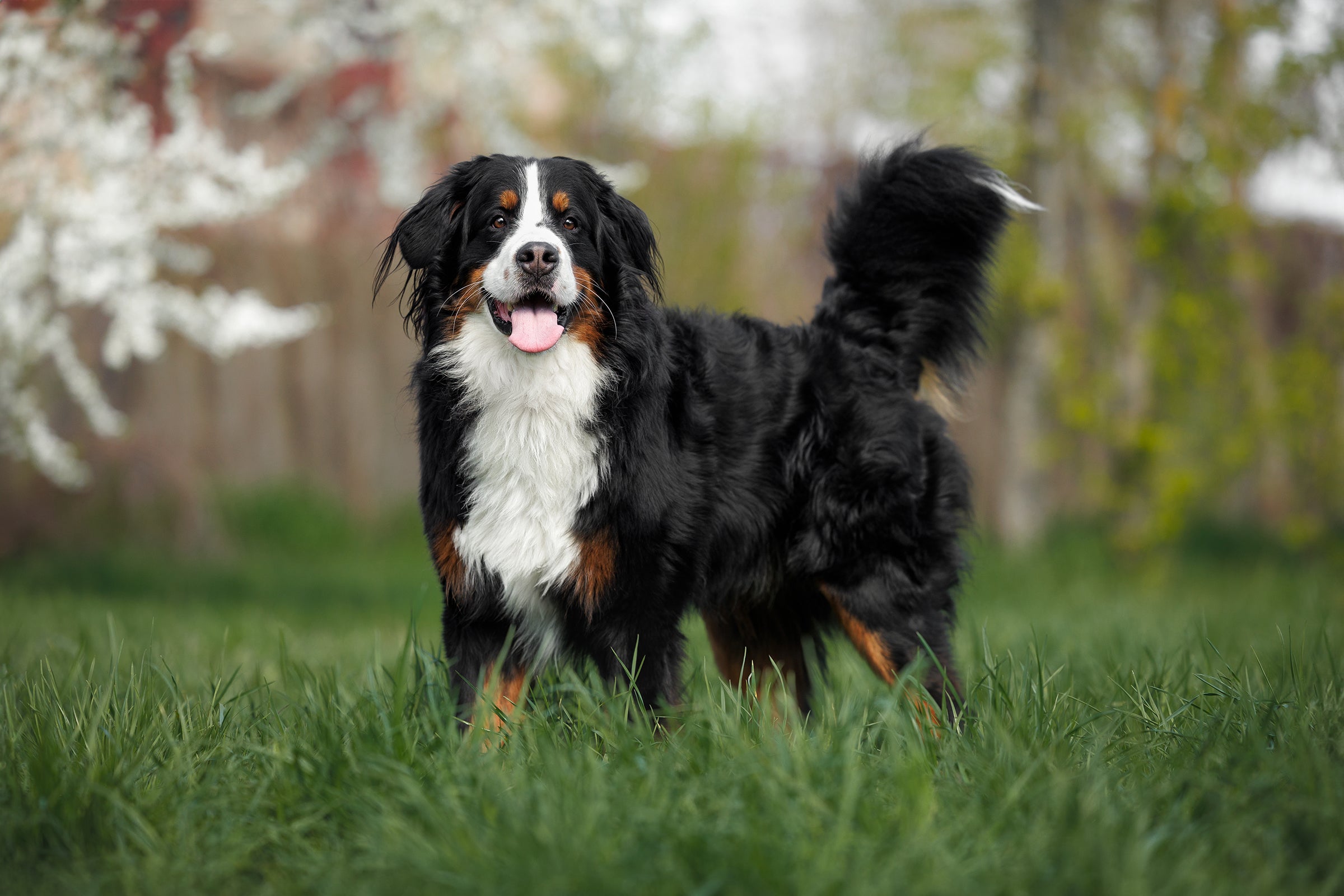 Bernese Mountain Dog standing in grassy field