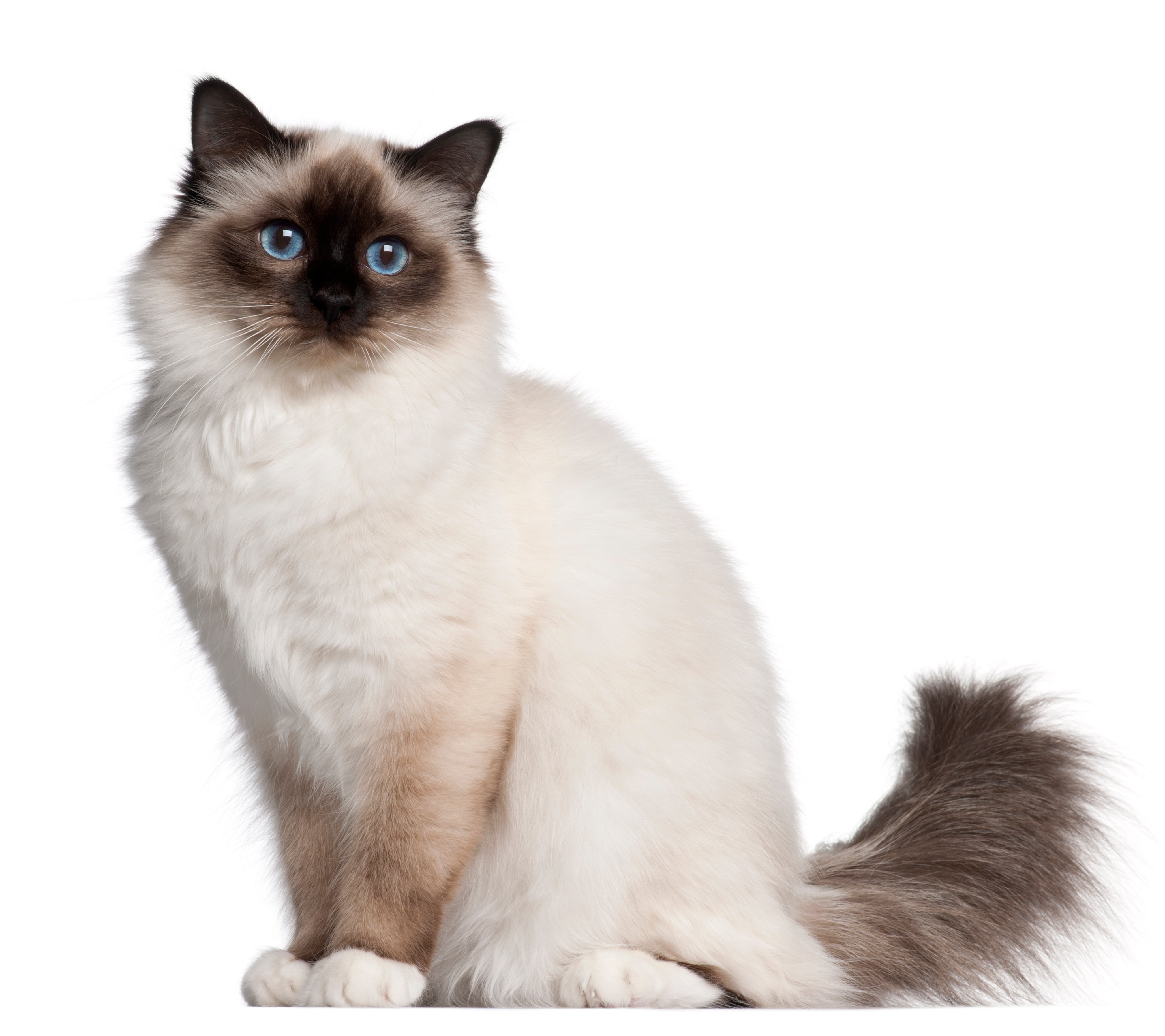 side view of birman cat breed with blue eyes sitting in front of a white background with tail curled