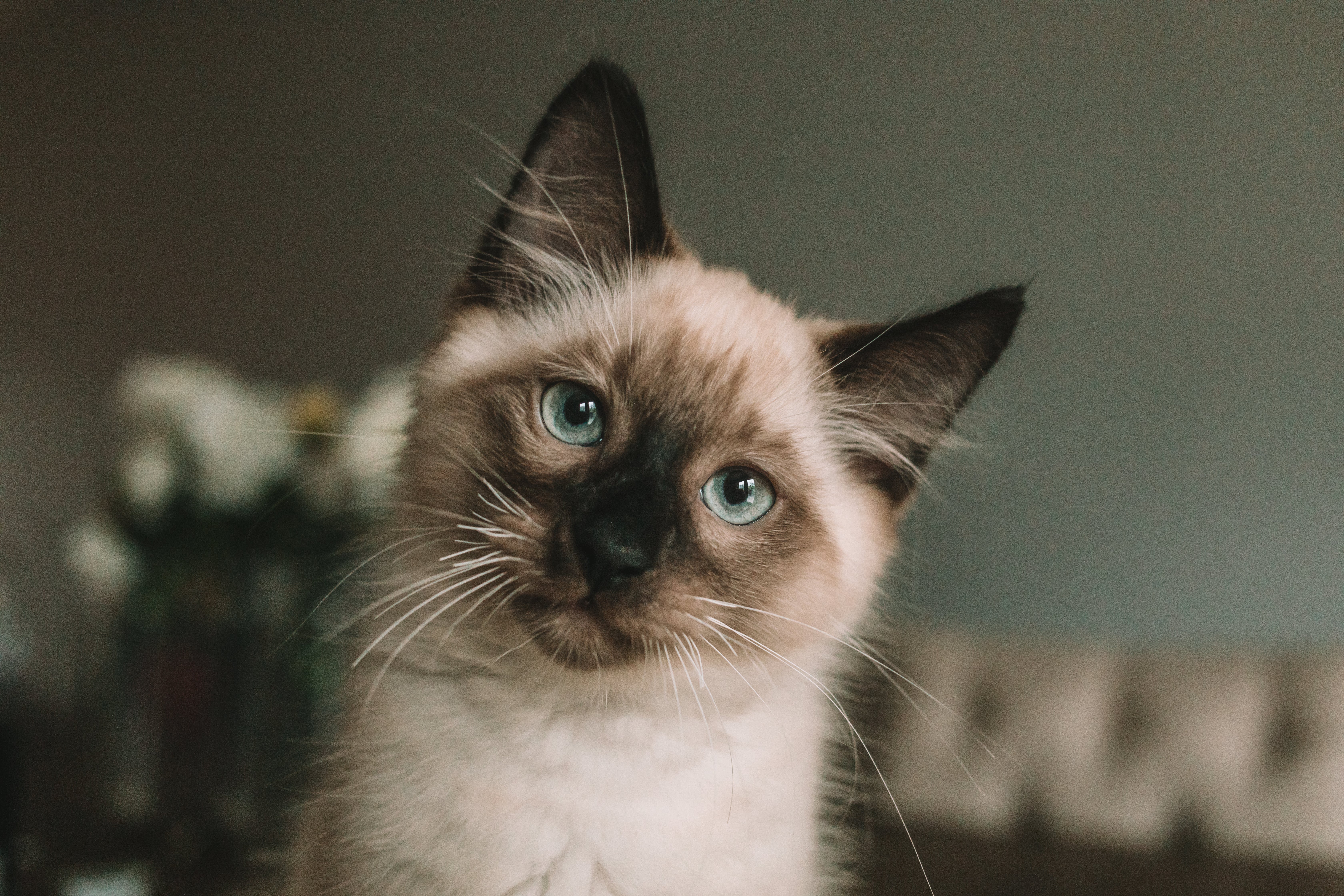 close up of blue eyed birman kitten's face