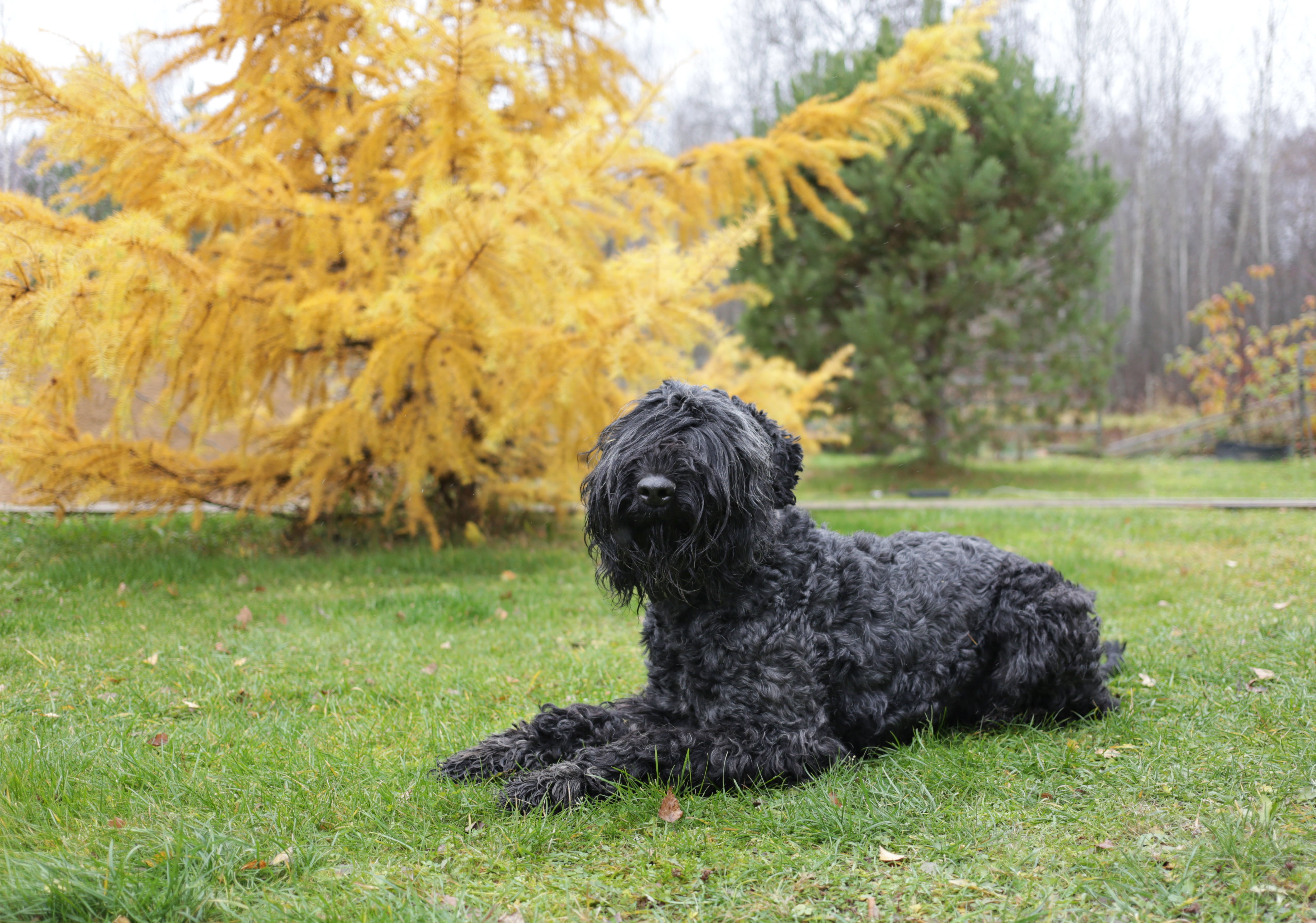 Black Russian Terrier dog breed laying down on the grass with a yellow tree in the background