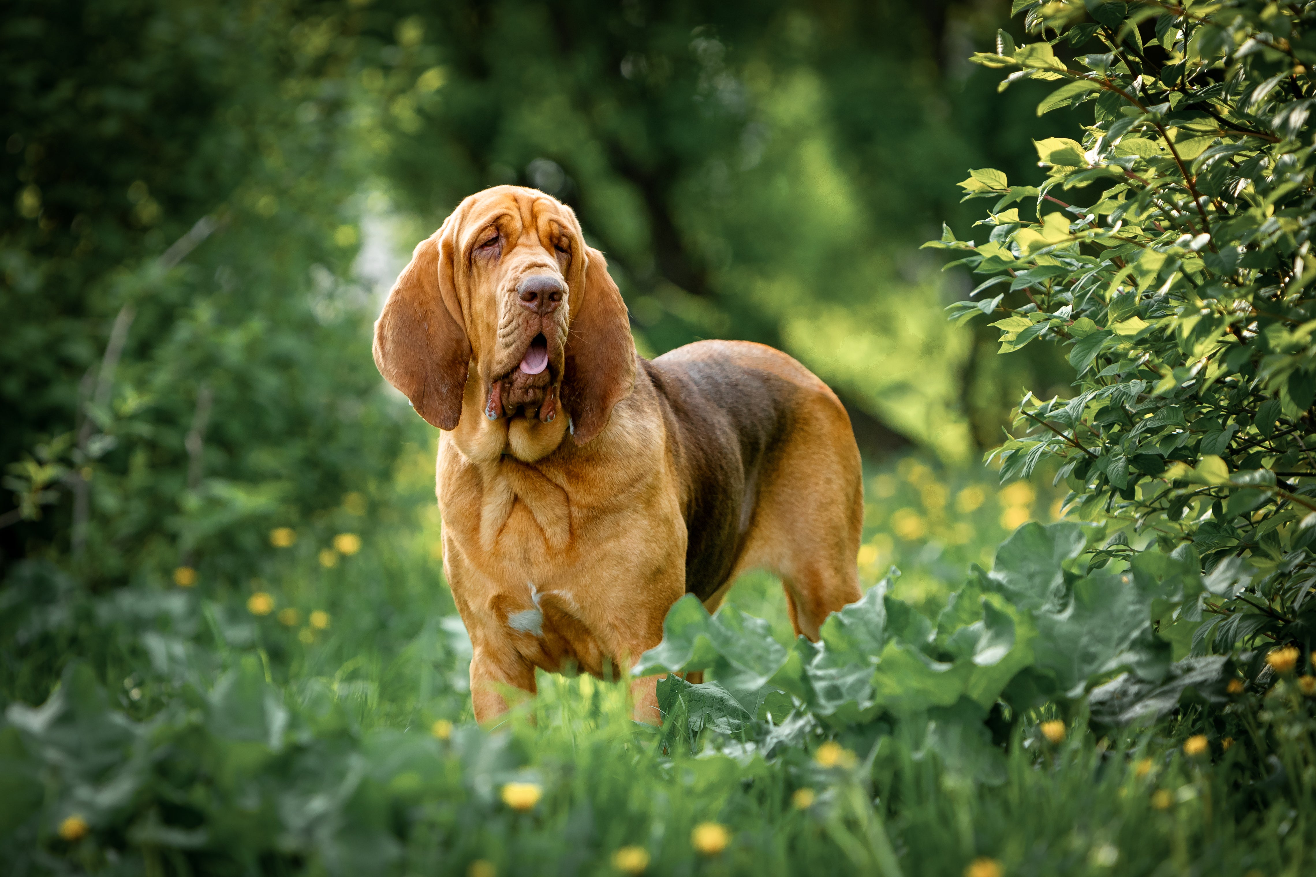 Bloodhound dog breed standing in a meadow with yellow flowers and greenery