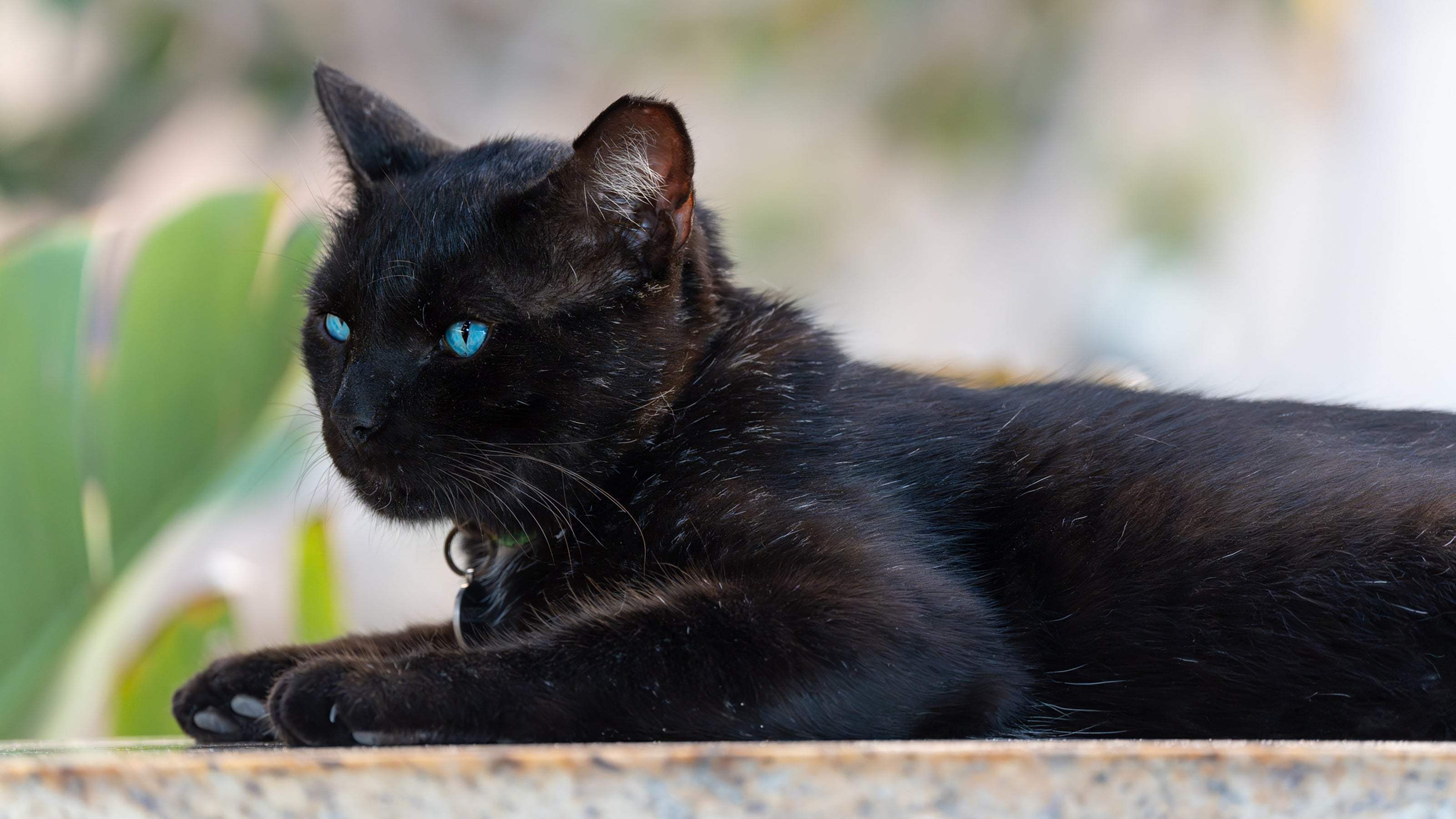 black cat with blue eyes, laying on ledge