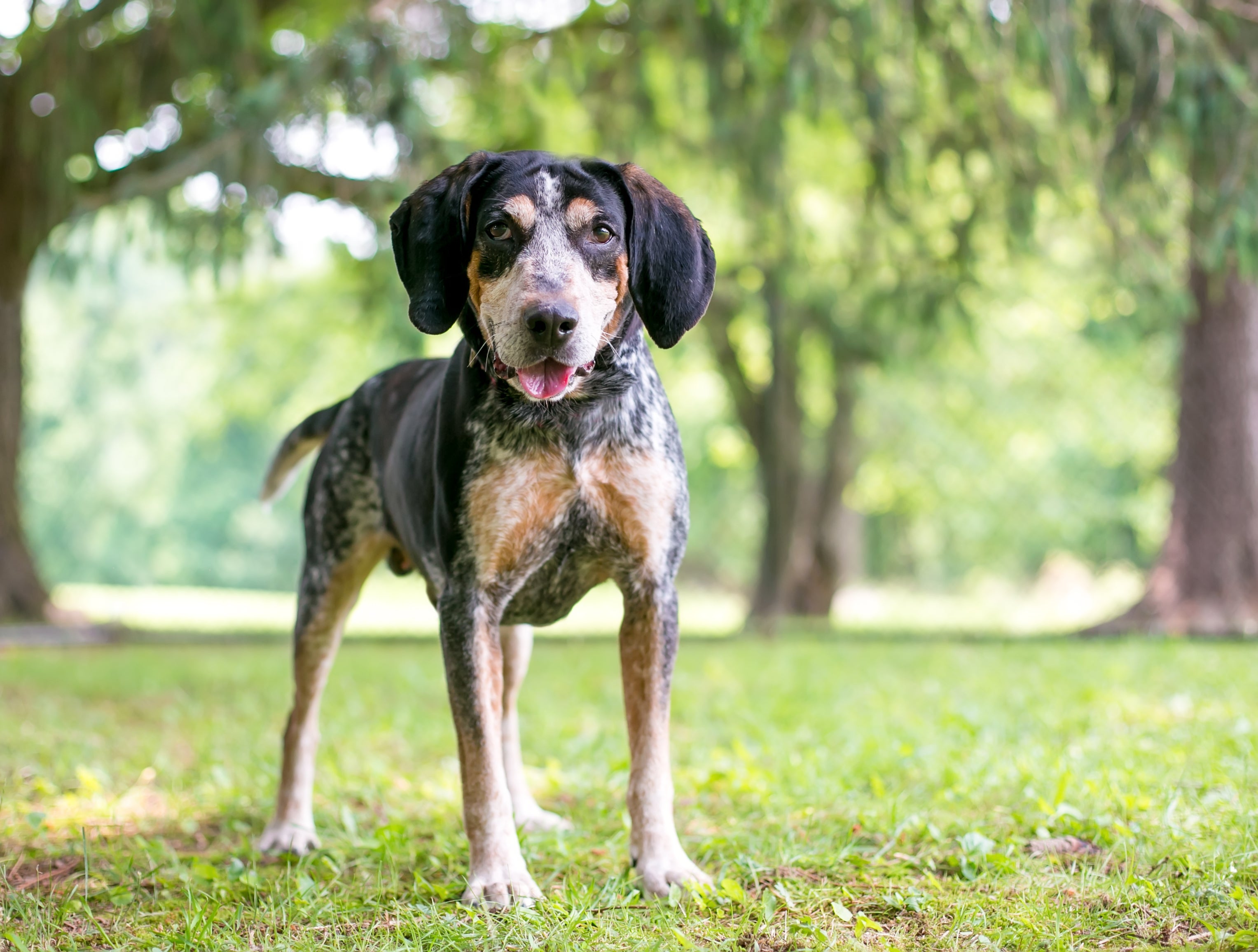 Bluetick Coonhound dog breed standing looking at the camera with mouth open in the forest