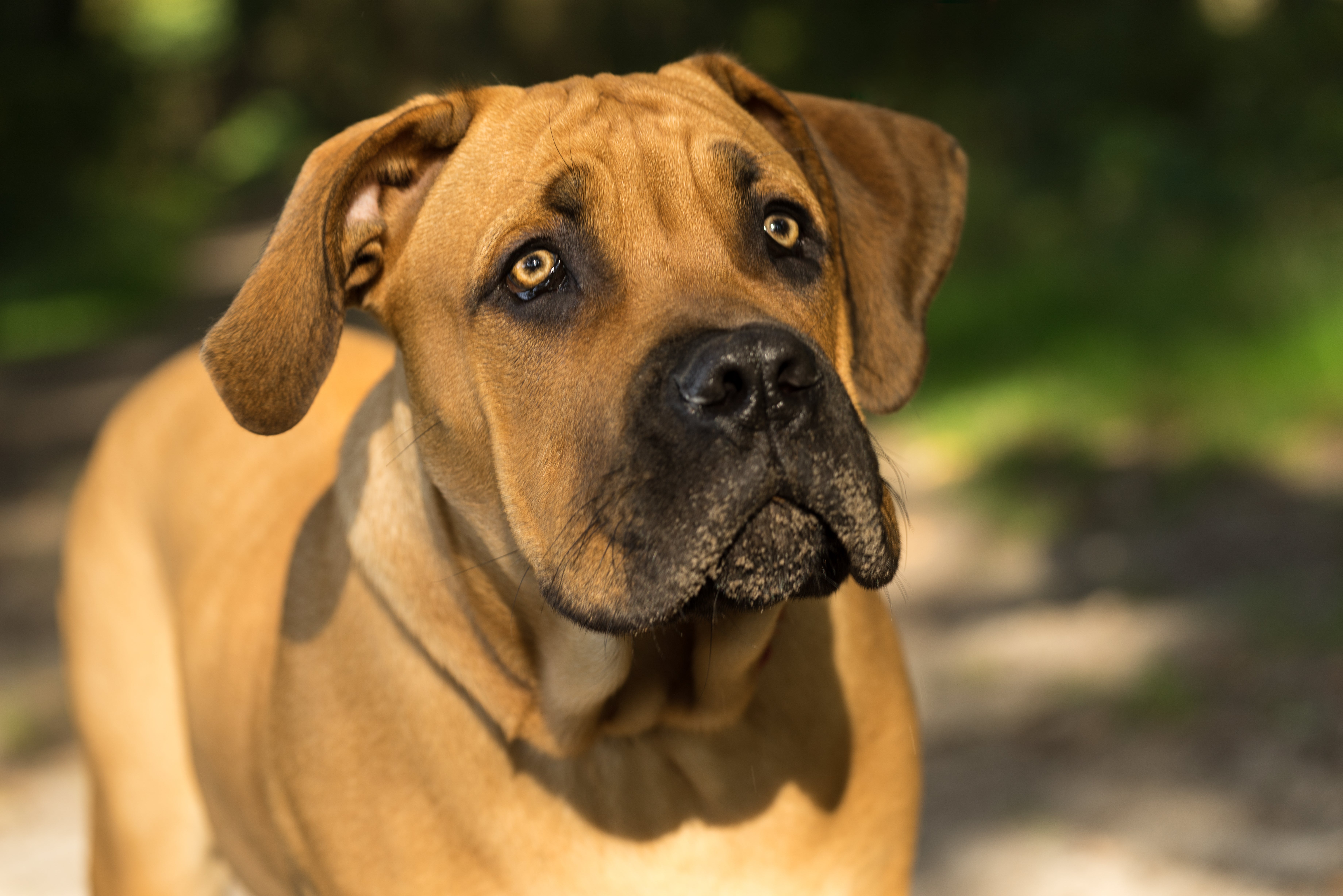 Close up of a standing  Boerboel dog breed outside looking up 