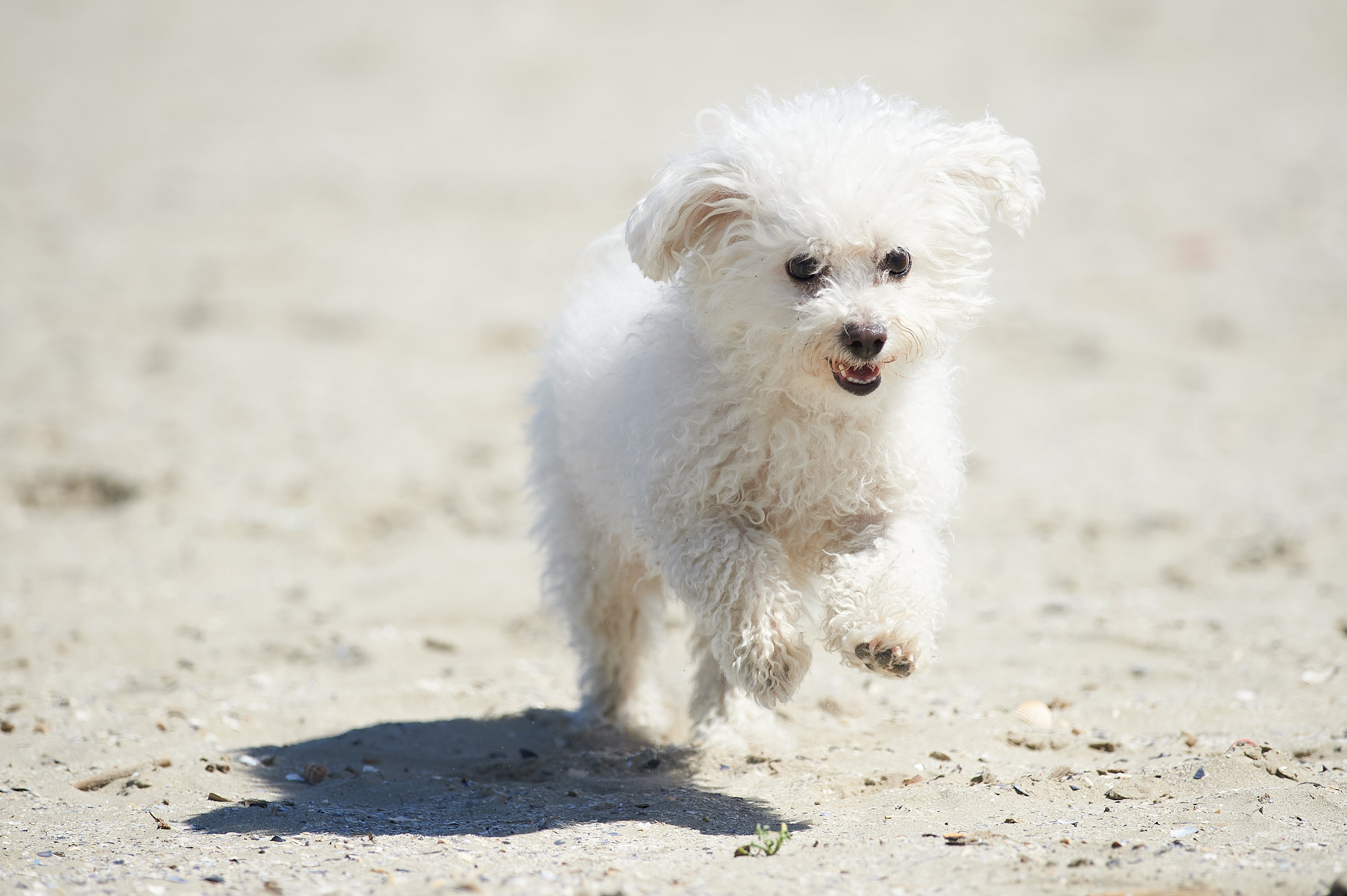 Bolognese dog breed running on dirt toward the camera