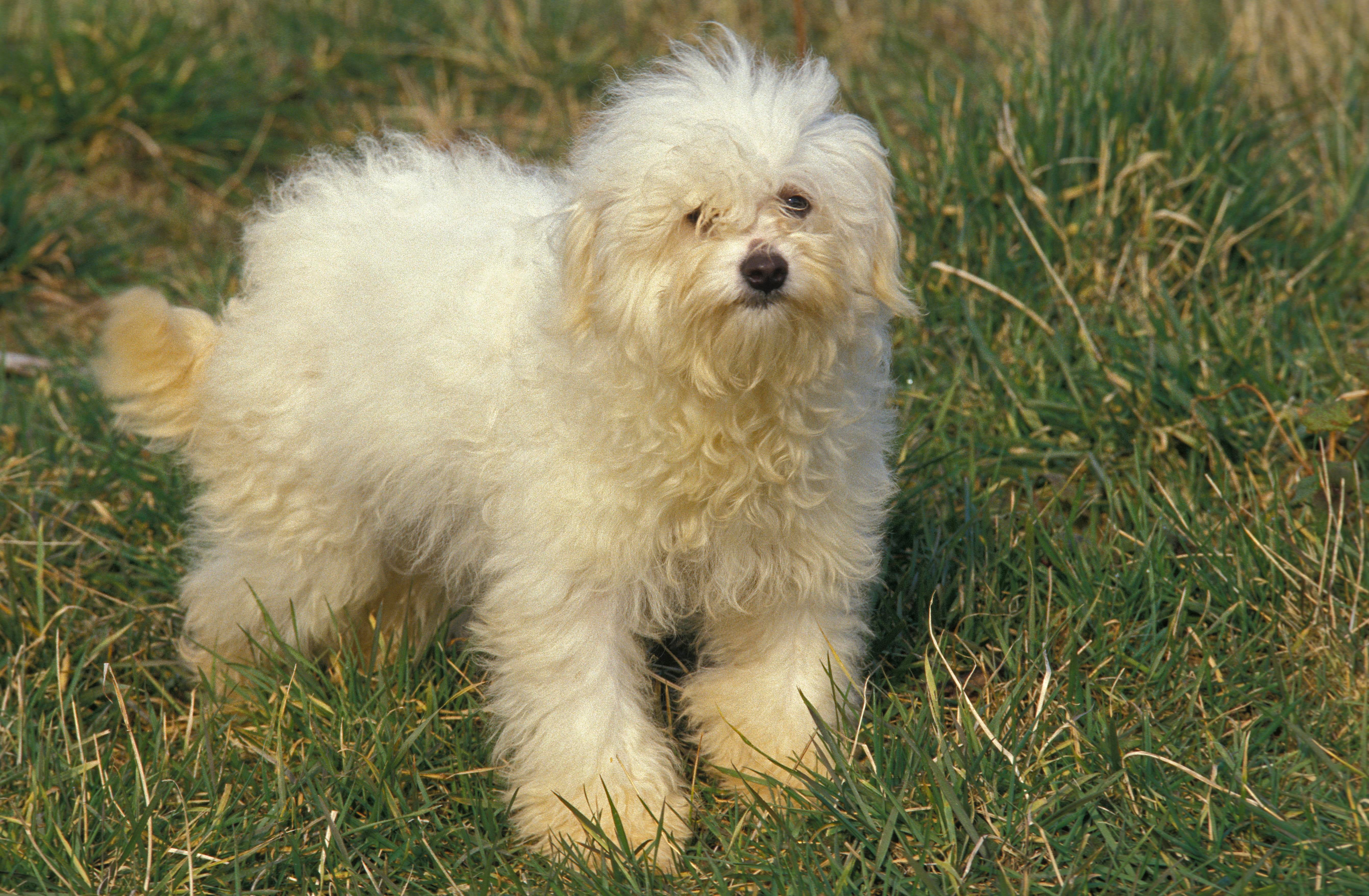 Fluffy Bolognese dog breed walking in the grass