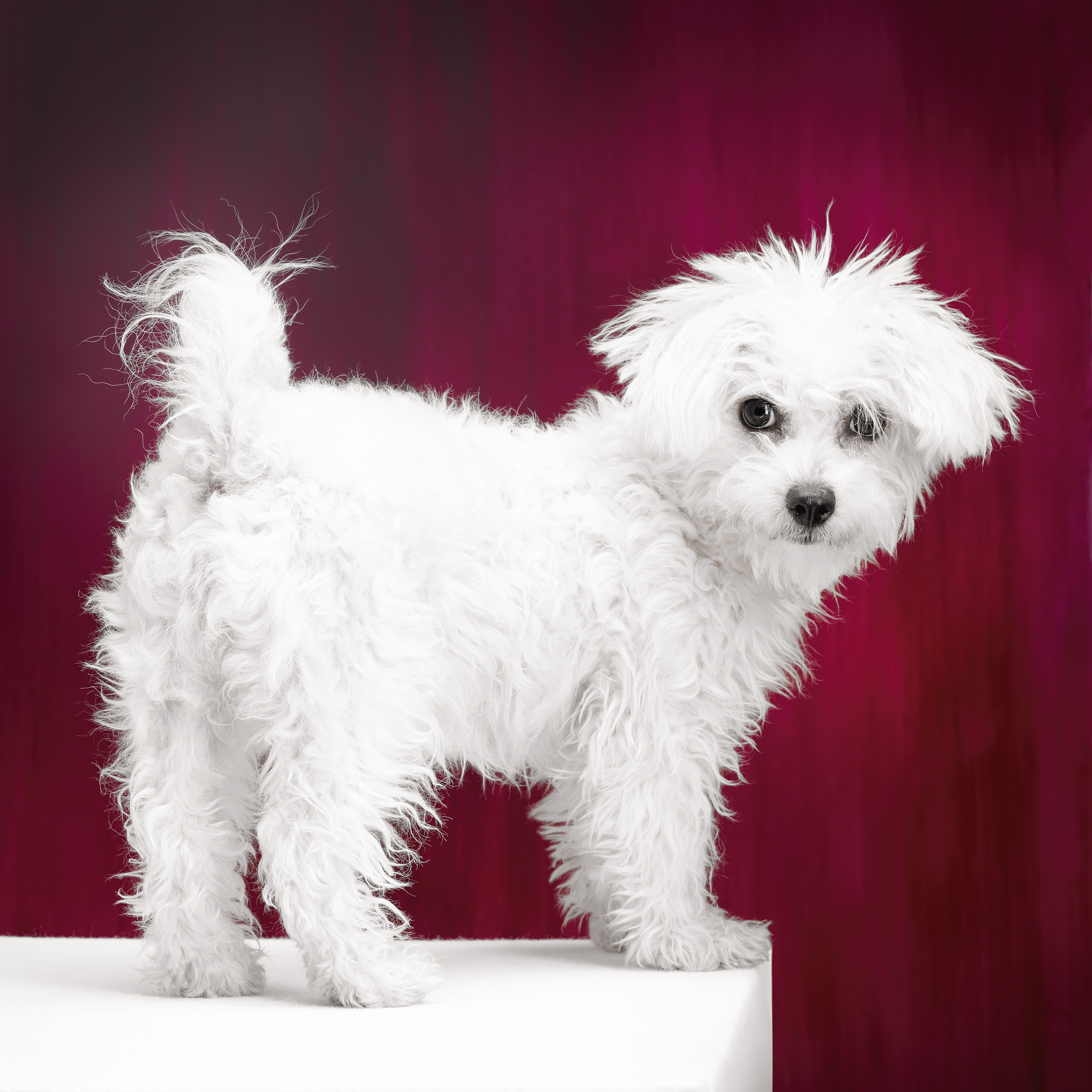 Bolognese dog breed standing side view with tail up and face toward camera in front of red curtain