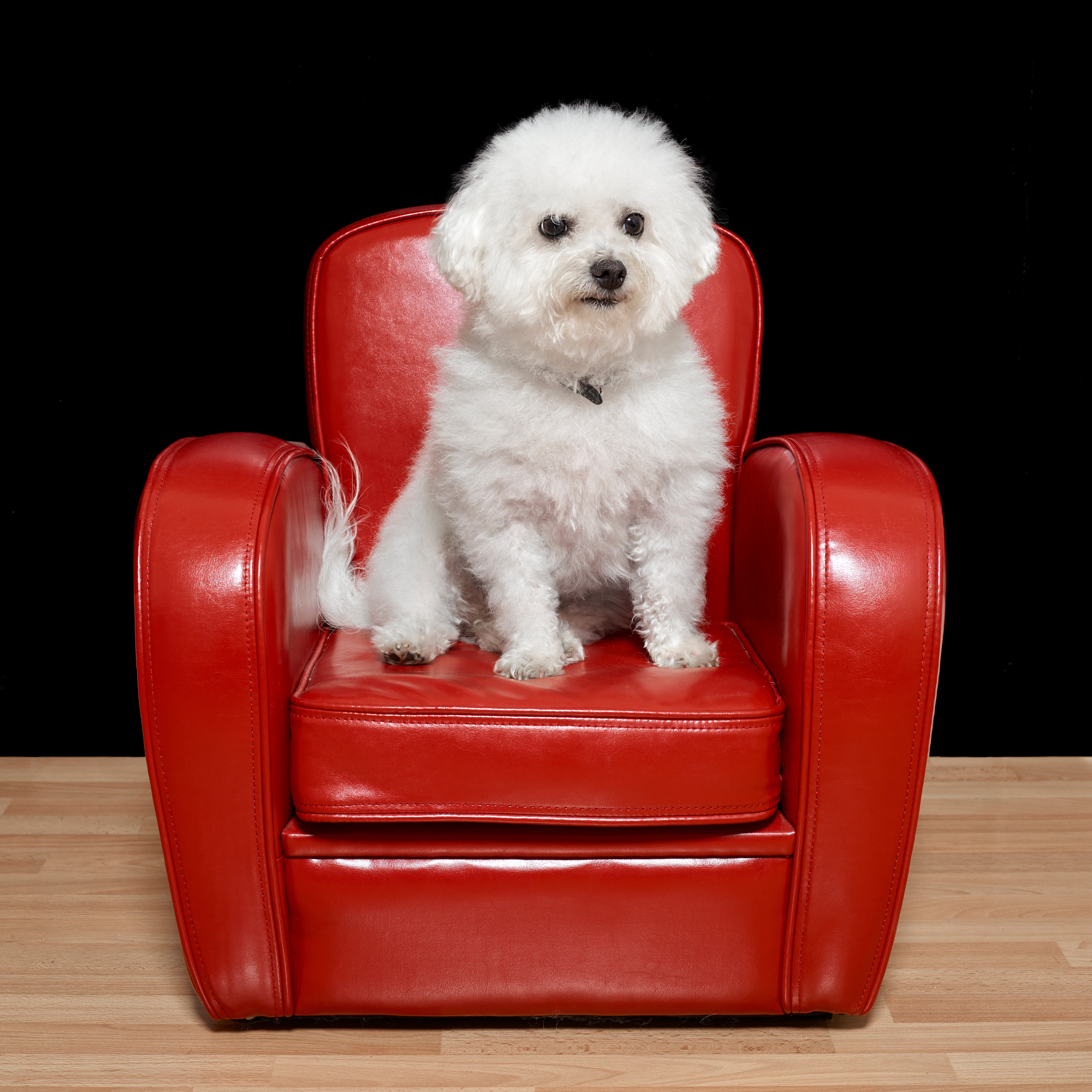 Bolognese dog breed sitting in a red leather chair