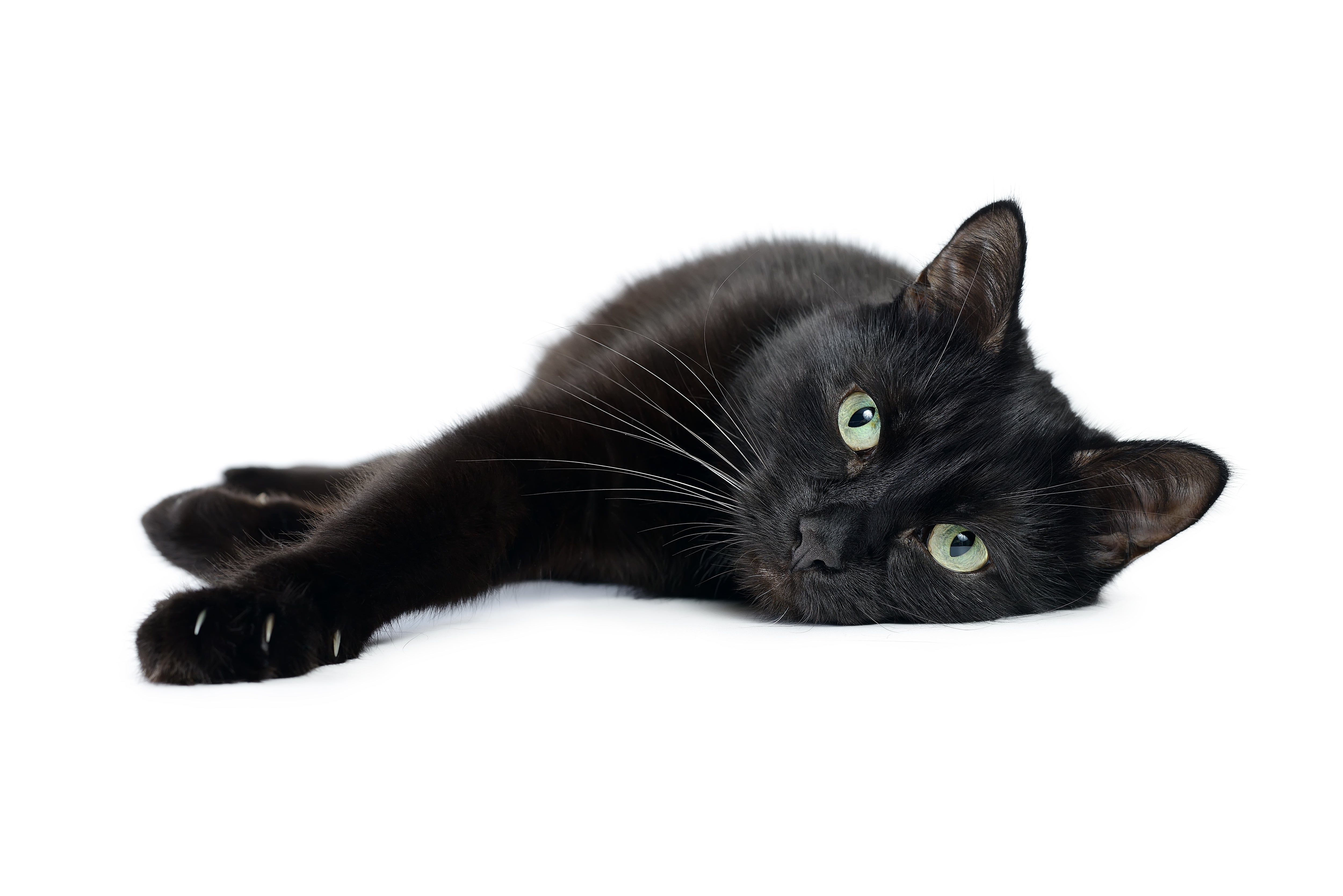 Bombay cat breed laying down stretching out toward the camera against a white background