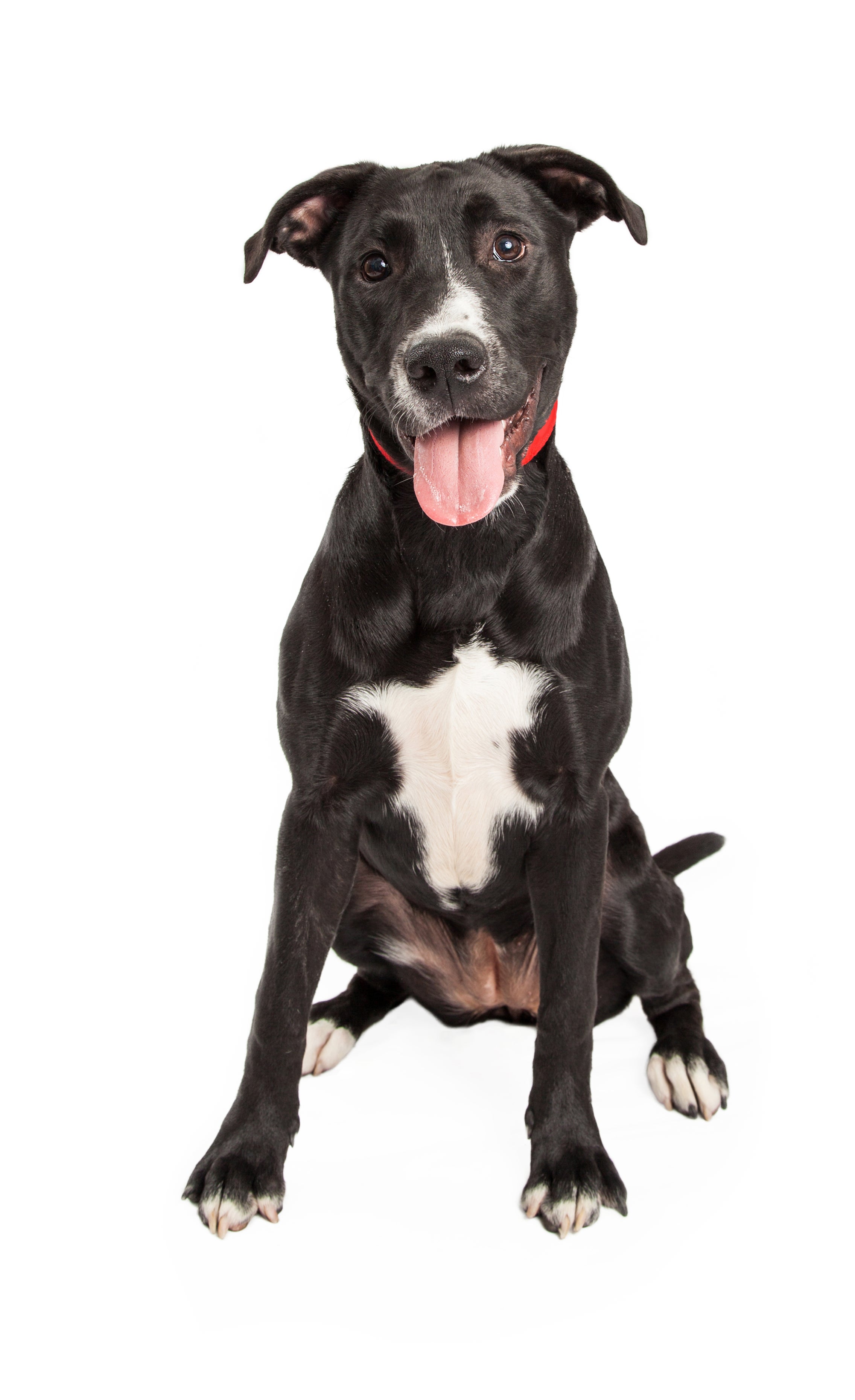 Borador 