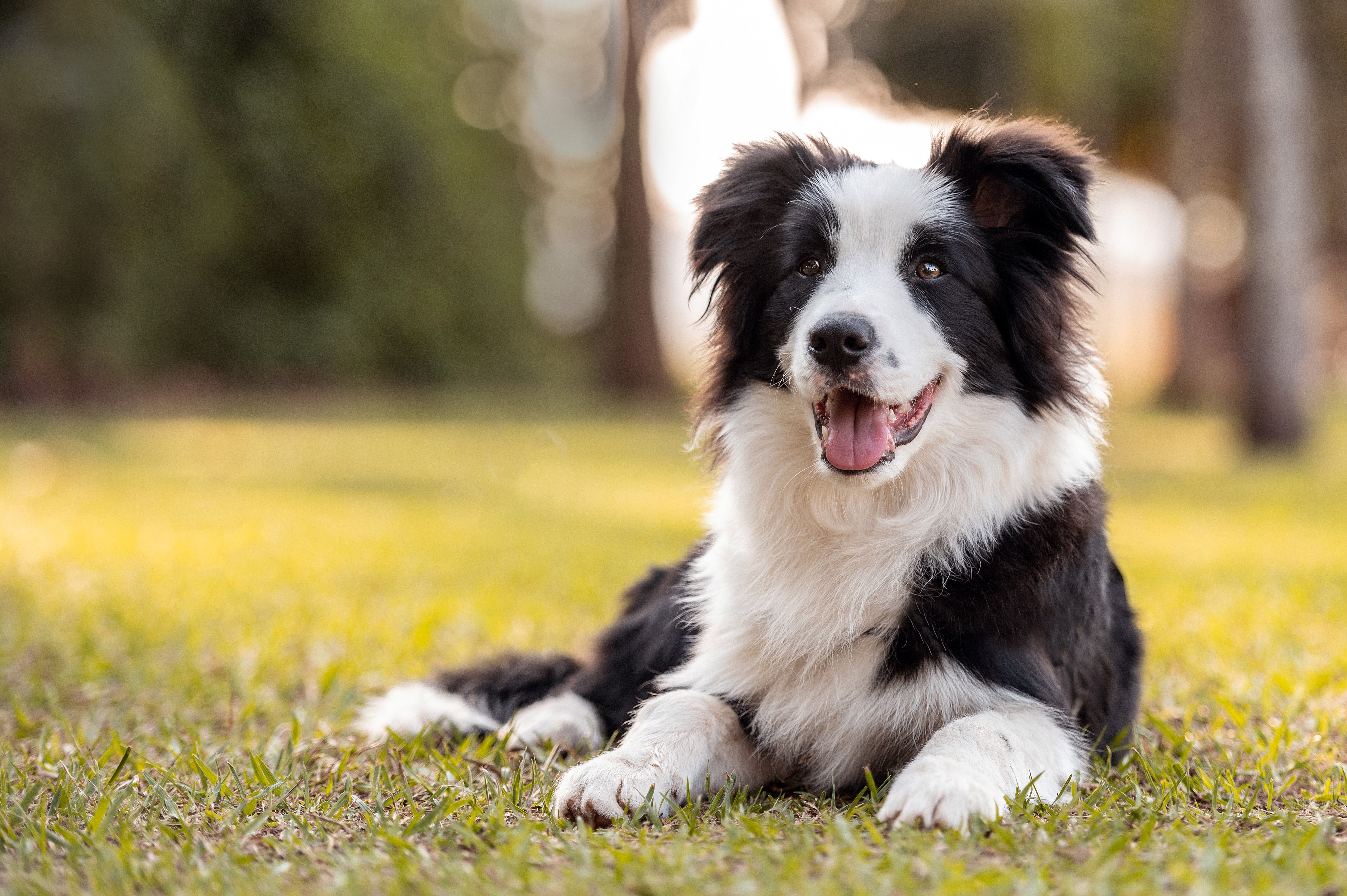 Black and white Border Collie dog breed laying in the grass with mouth open