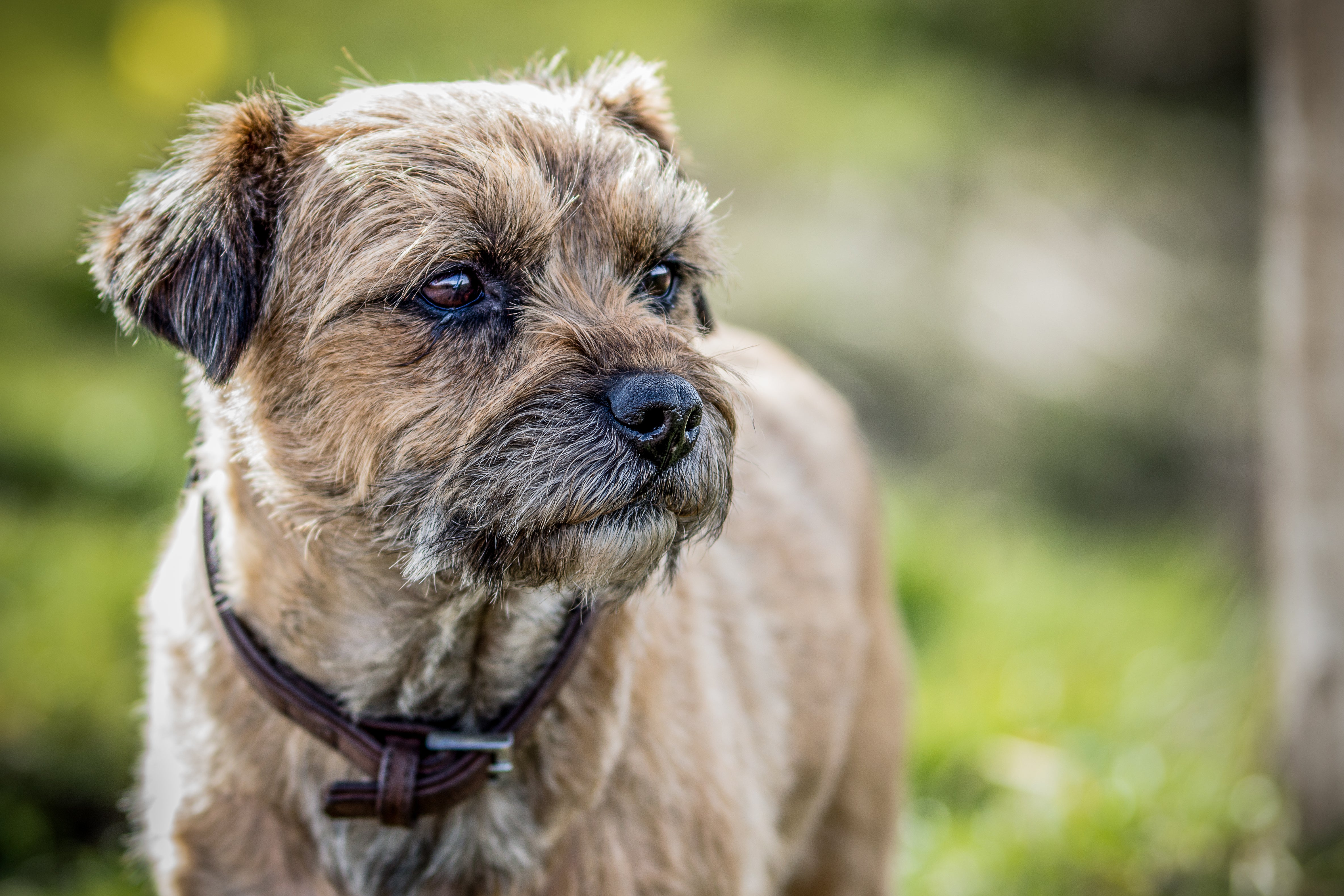 Black and white Border Terrier dog breed laying with paws extended on a road and sky in background