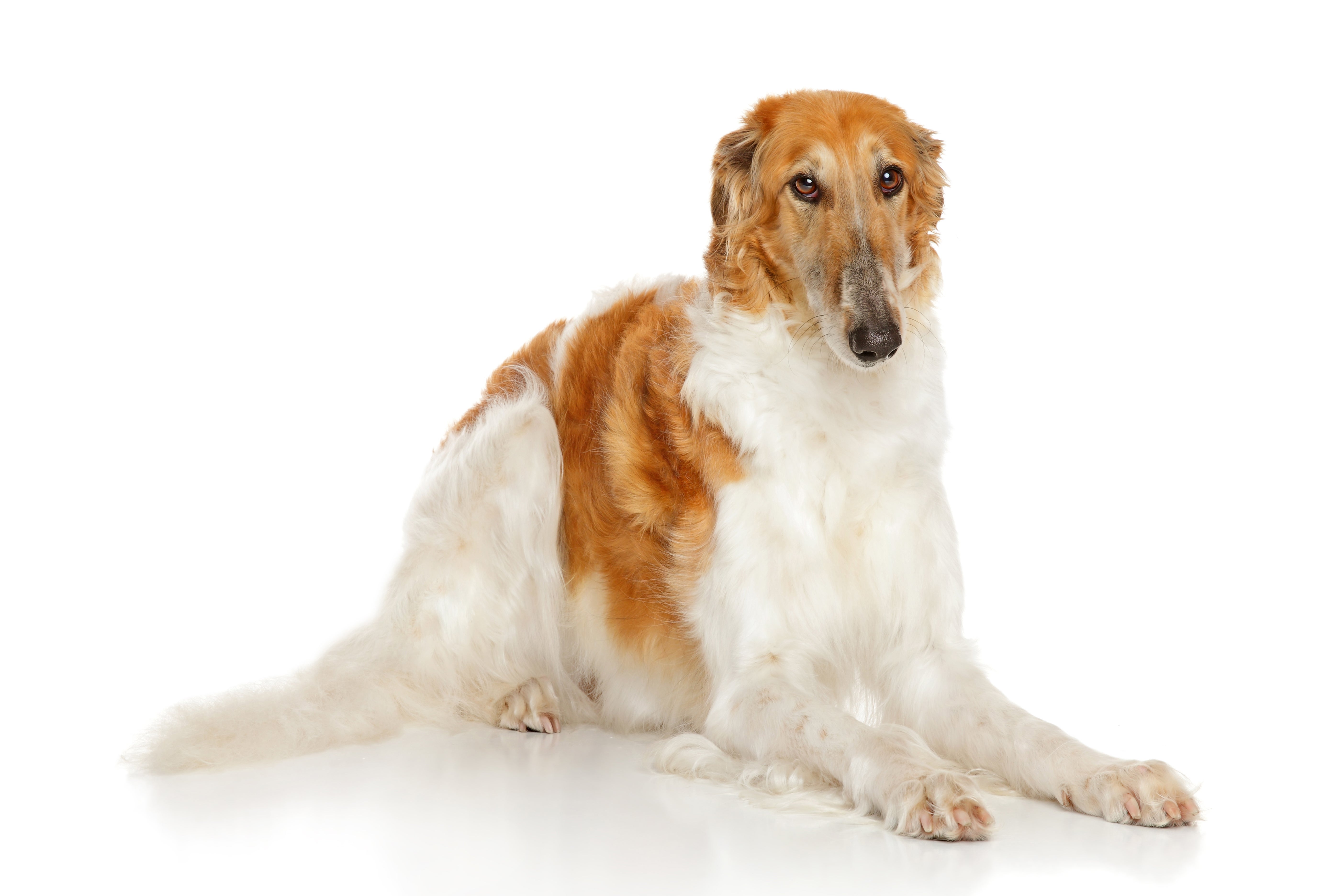 Borzoi dog breed standing on a dirt path in the forest