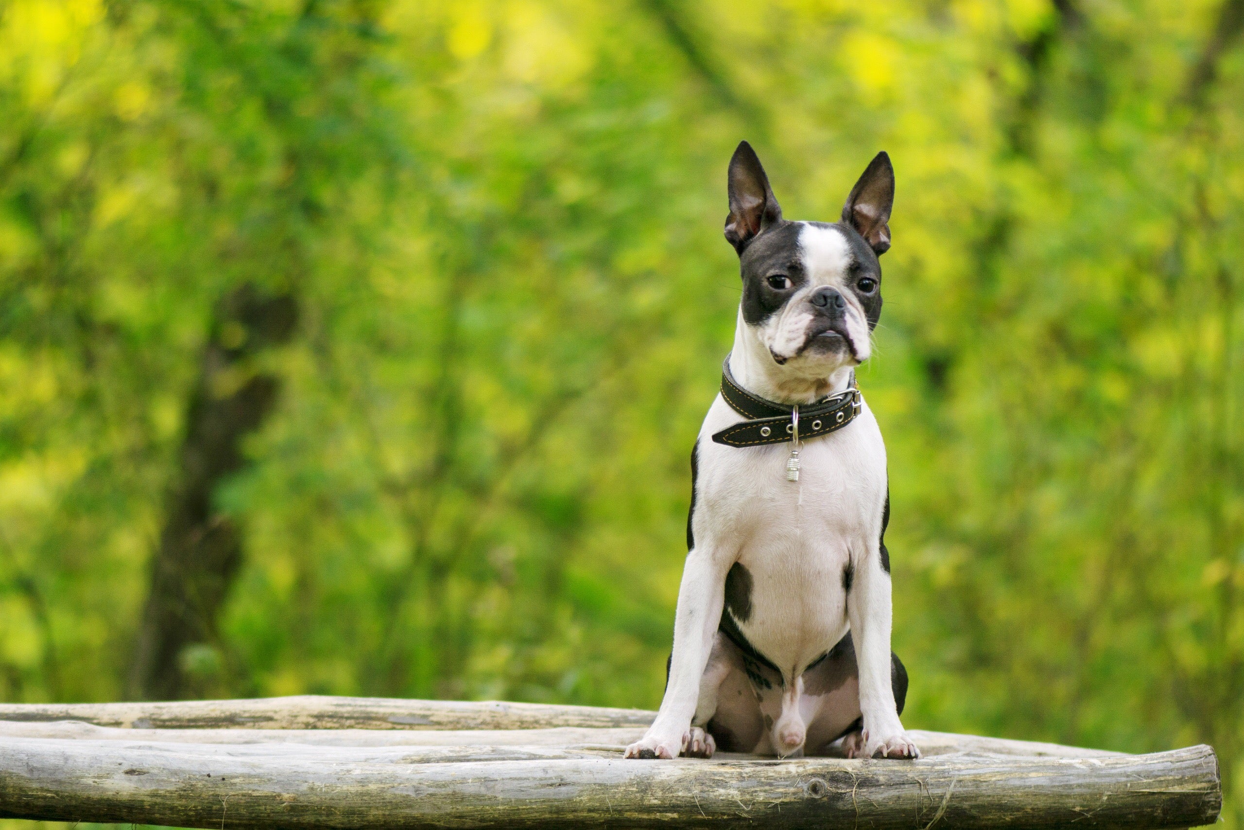 Sitting Boston Terrier dog breed on a rock with trees behind