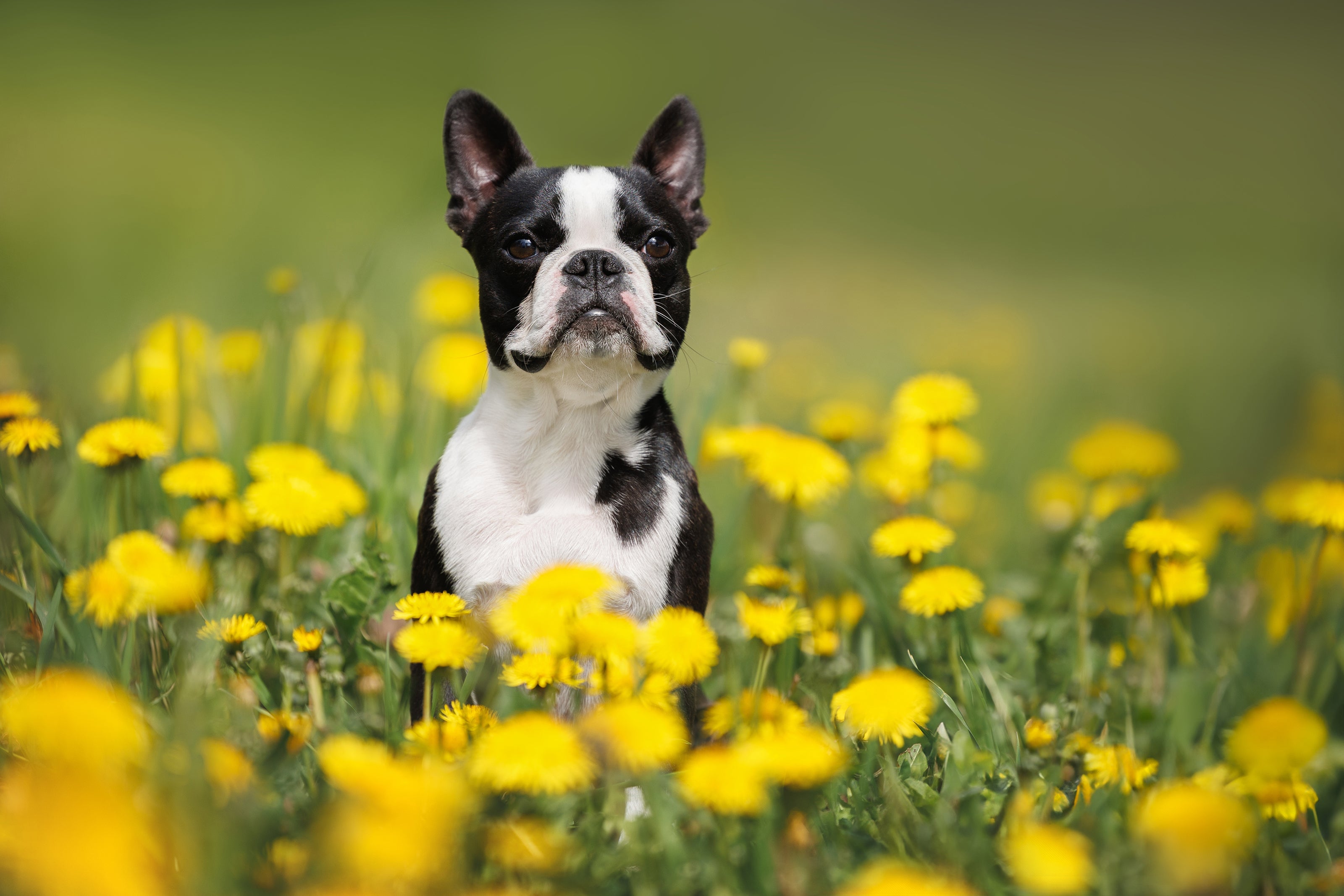 Boston Terrier sitting in a field of yellow flowers