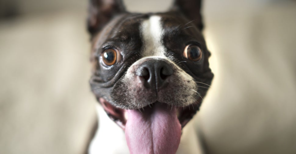 Dogs and Cats Recognize Their Owners