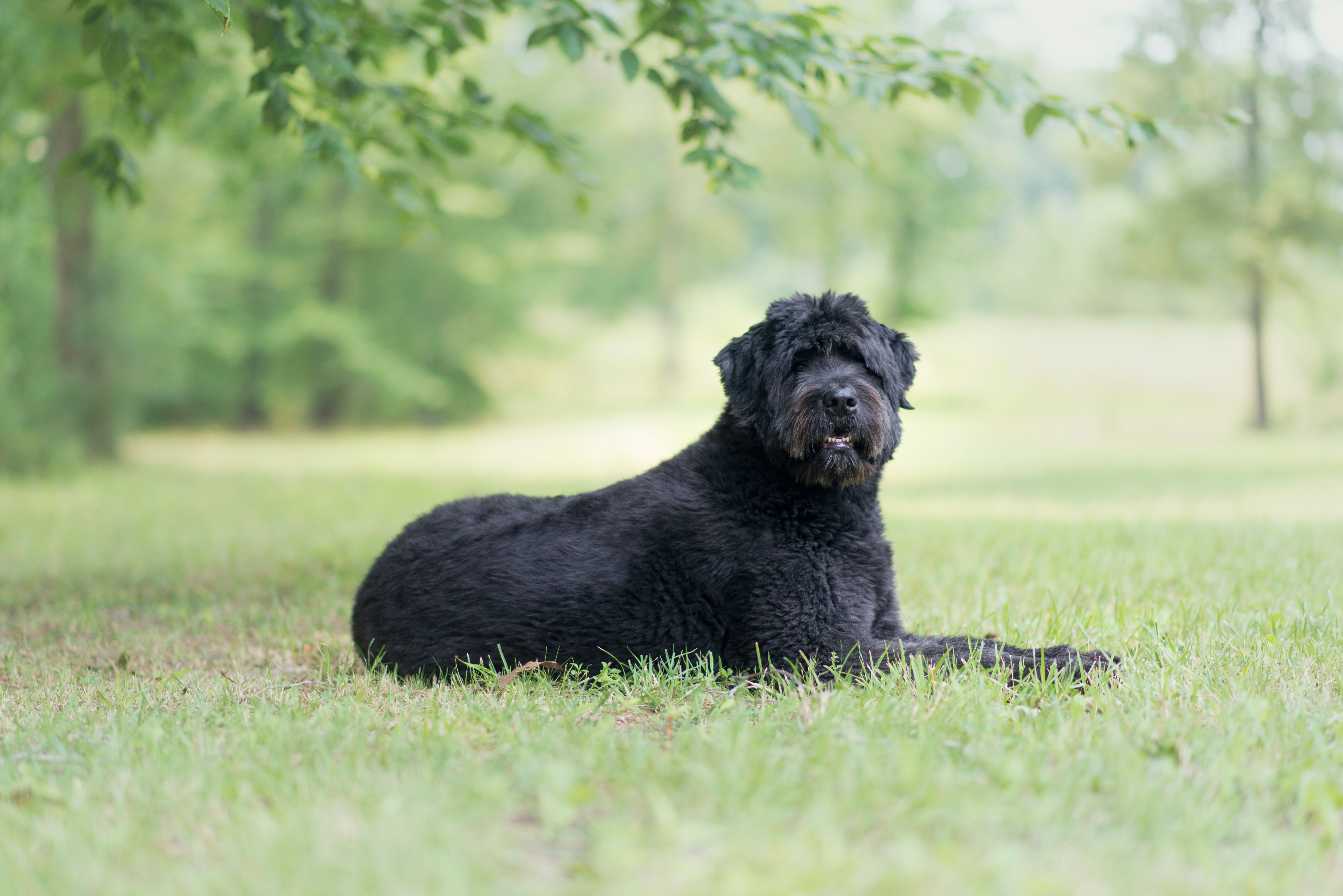 Side view of Bouvier des Flandres dog breed laying in a green field