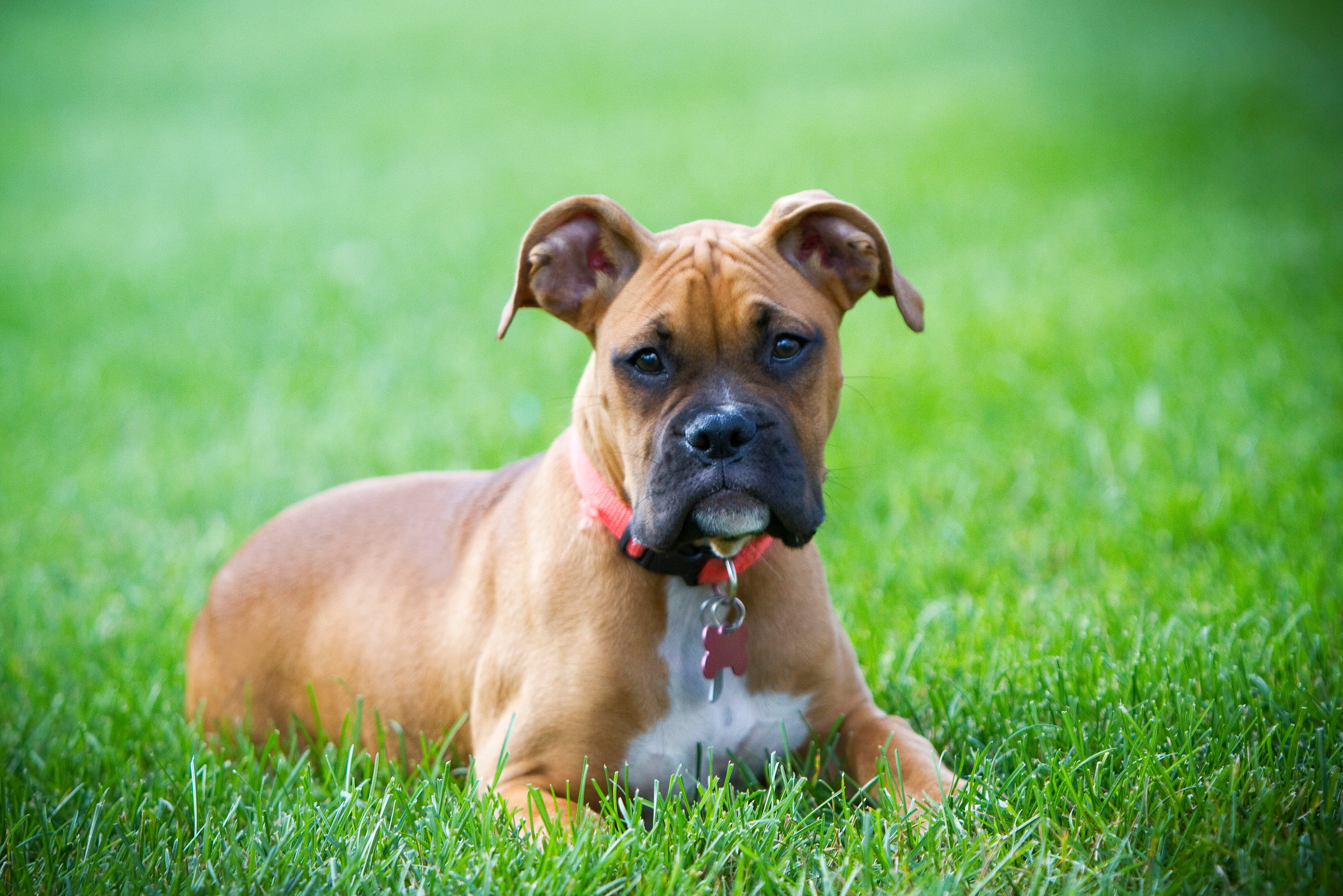 Boxer dog breed with red collar laying on grass