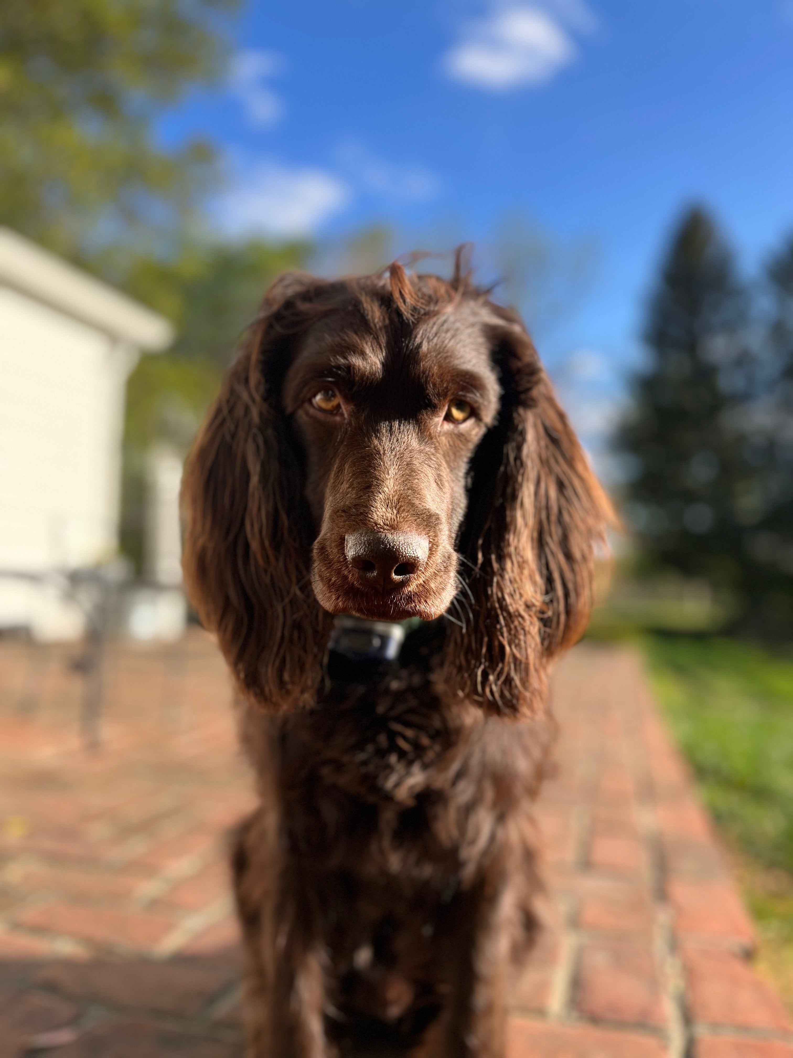 Close up of a Boykin Spaniel dog breed sitting on a brick path