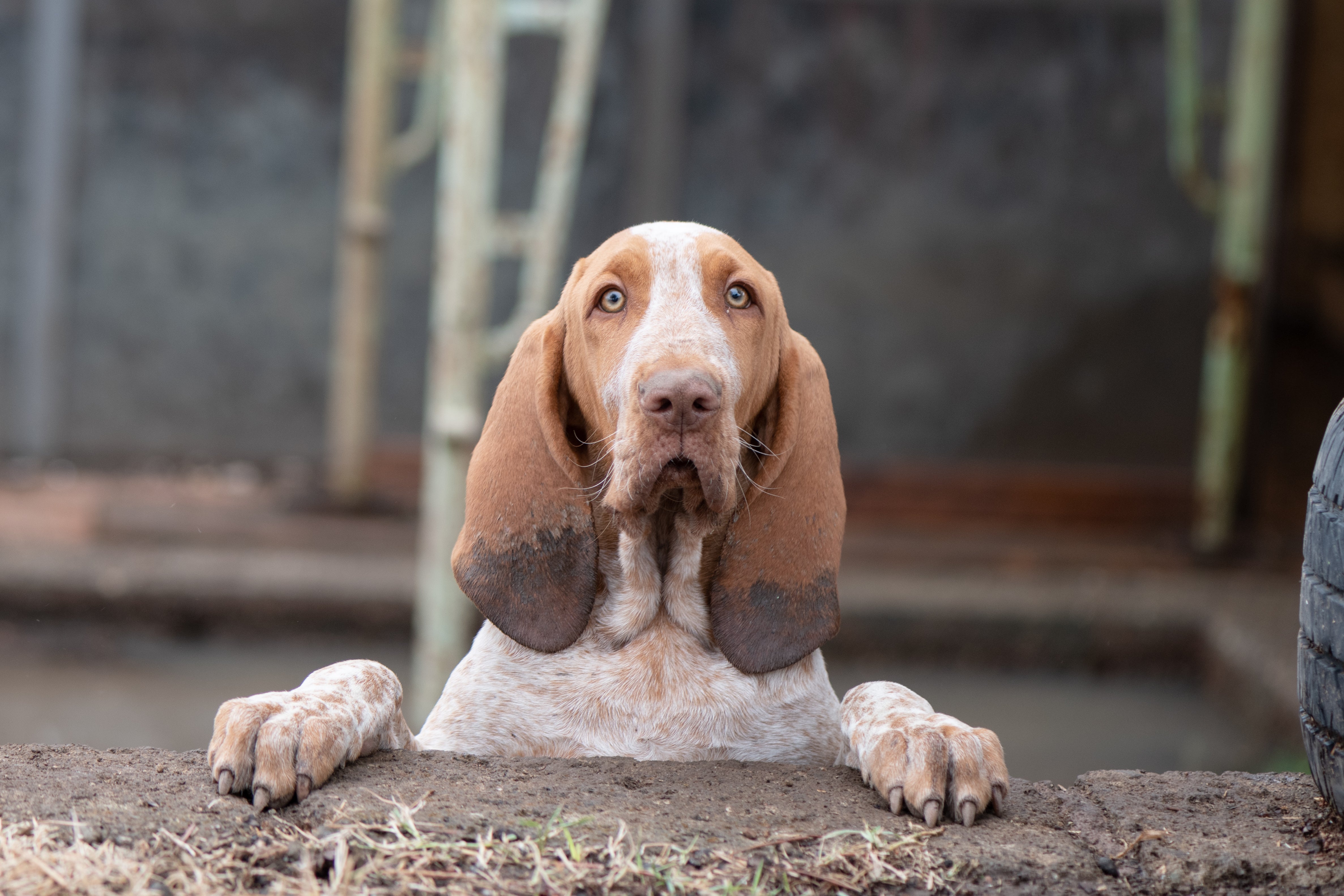 Bracco Italiano dog breed stretched tall with paws on counter looking up over camera