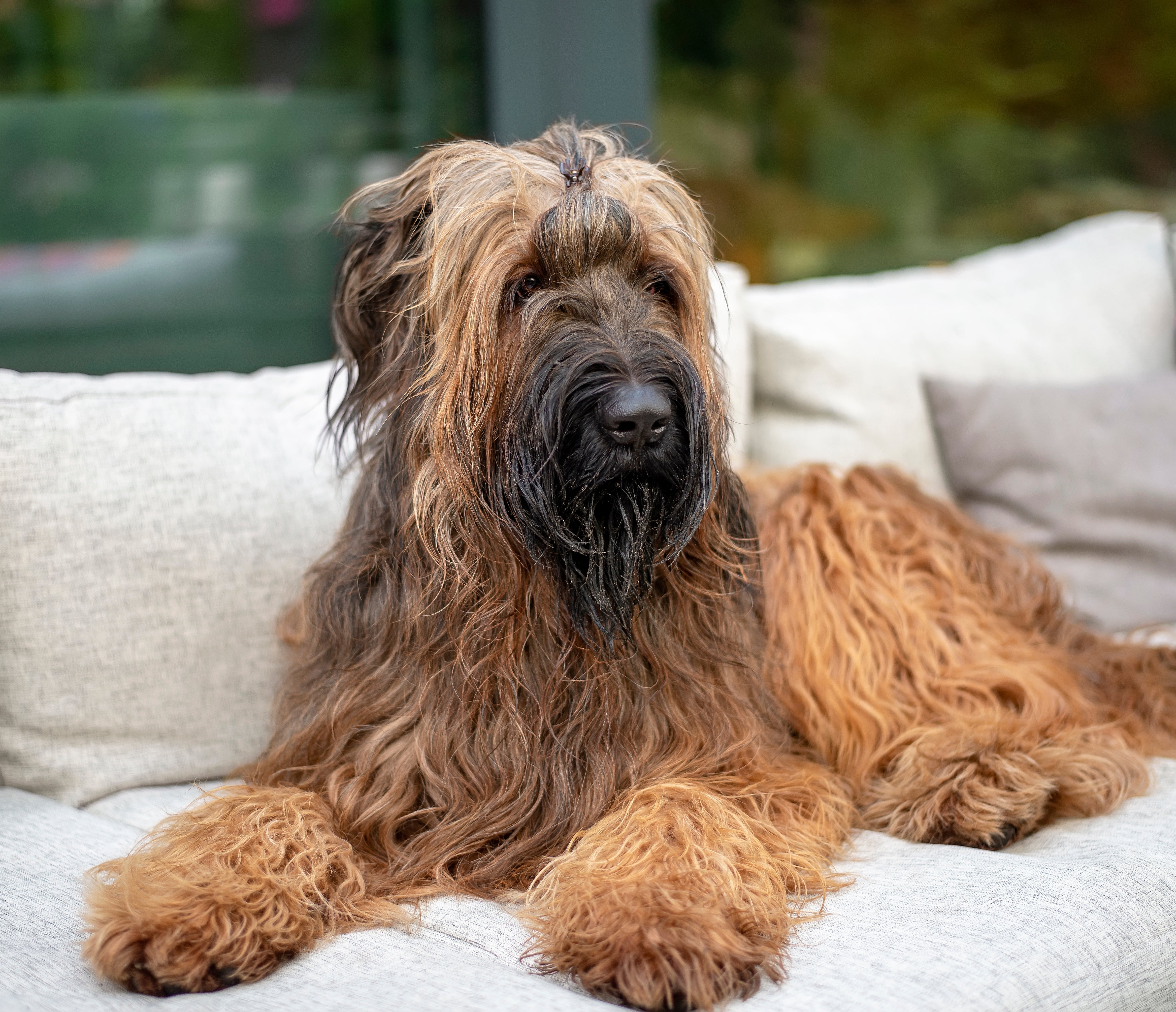 Briard dog breed laying down on a couch outside