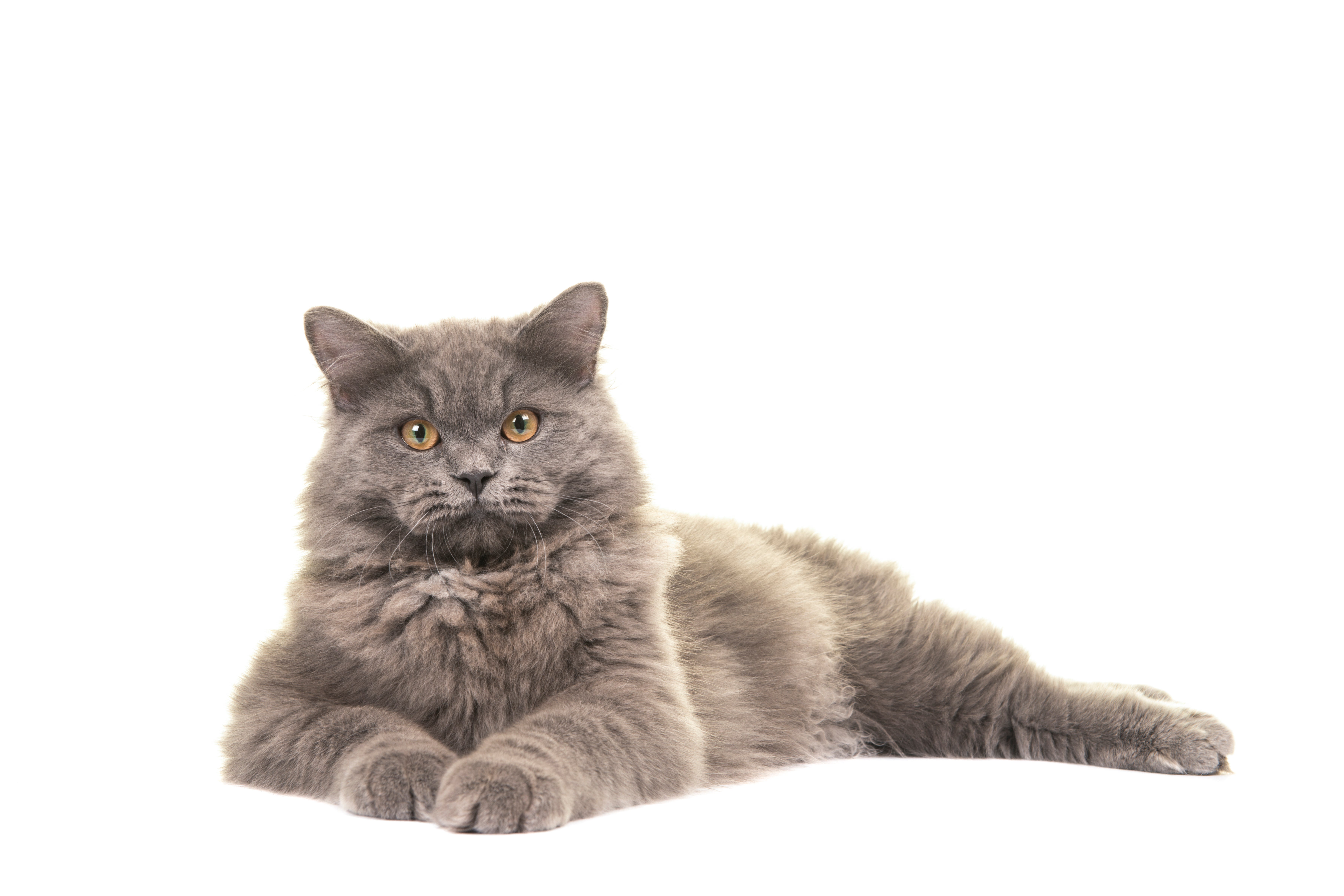 Fluffy British Longhair cat breed laying down looking at the camera against a white background