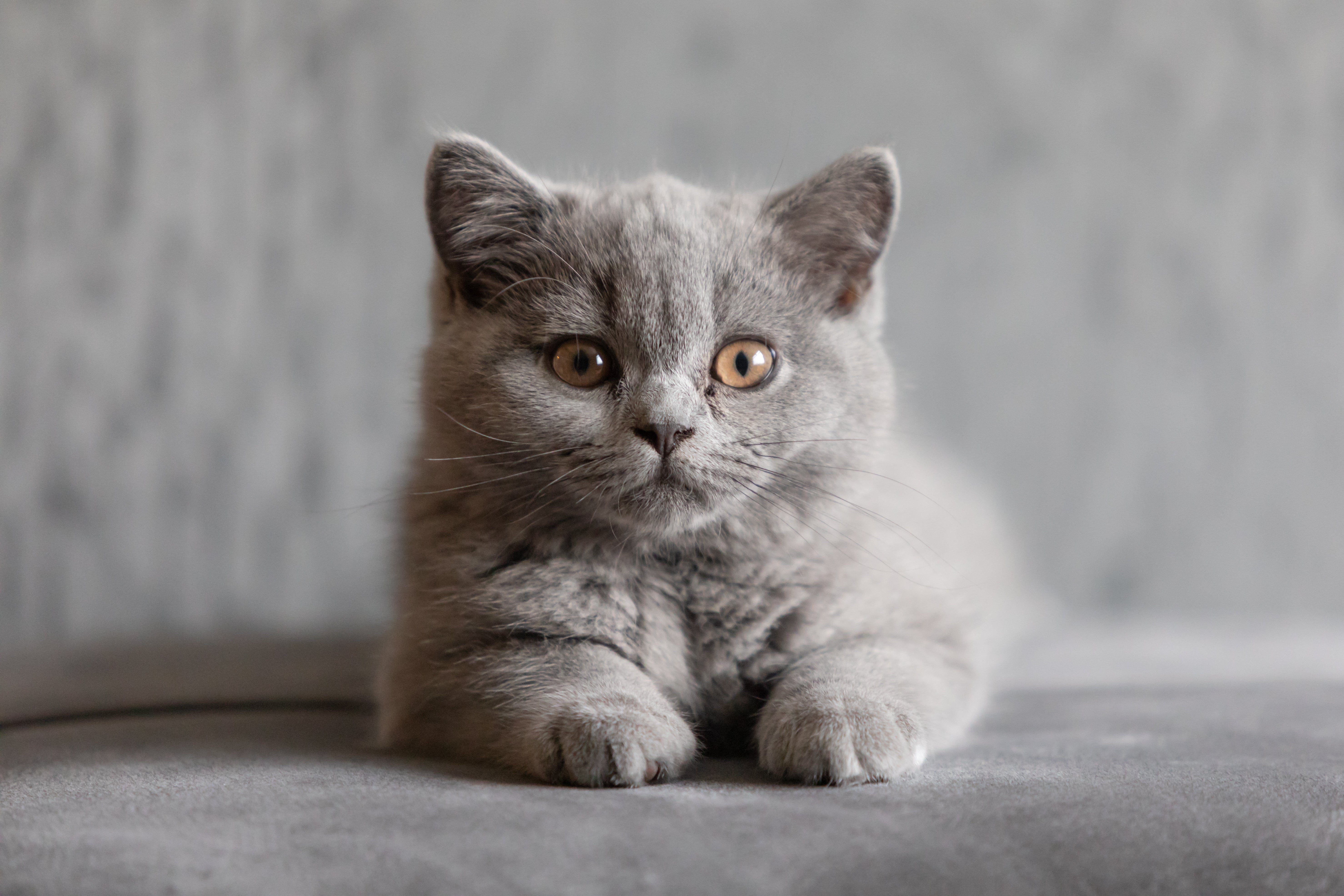 british shorthair blue kitten lying on a sofa facing forward