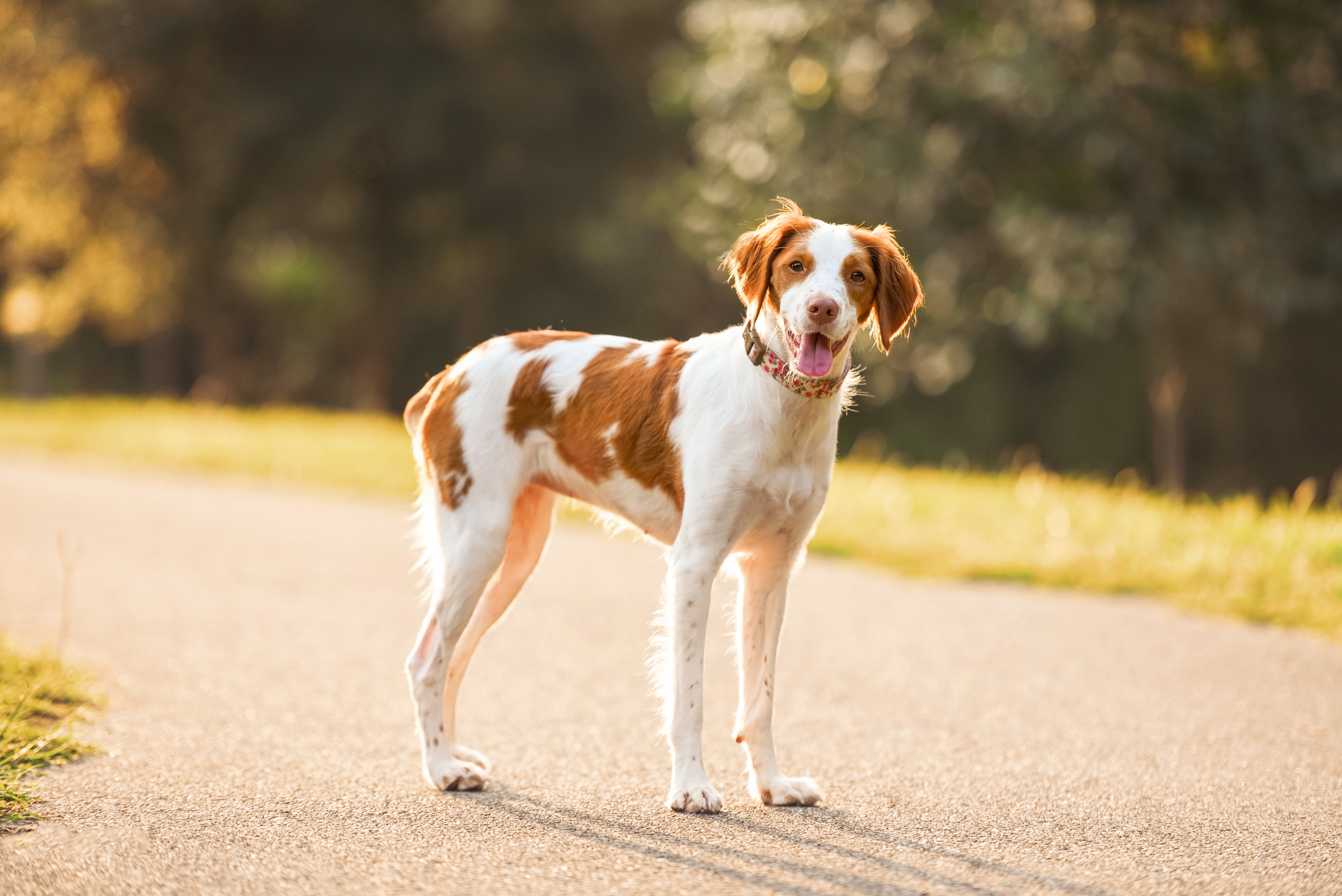 Brittany Spaniel dog breed standing on a tree lined road