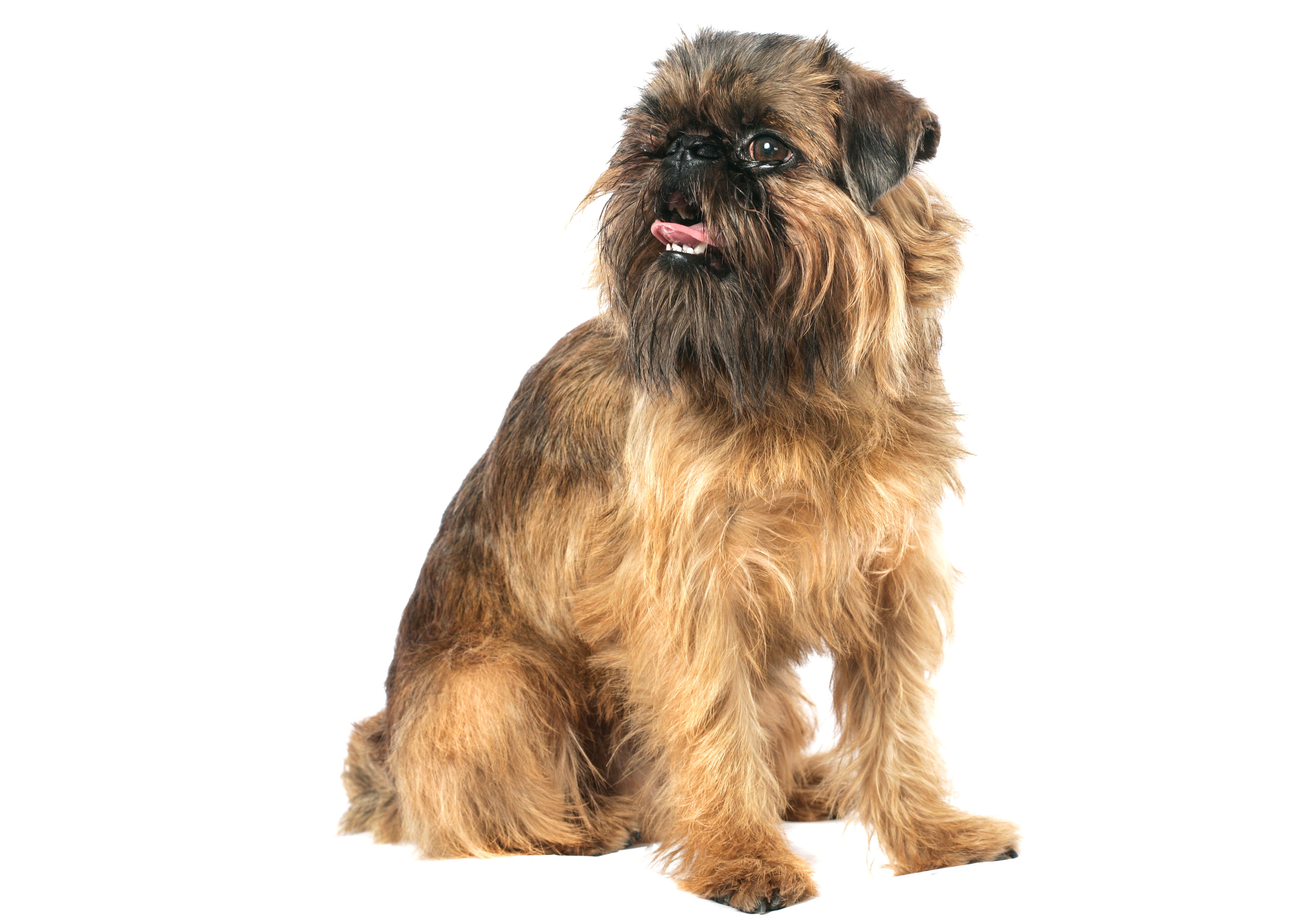 Brussels Griffon dog breed sitting looking left panting with a white background