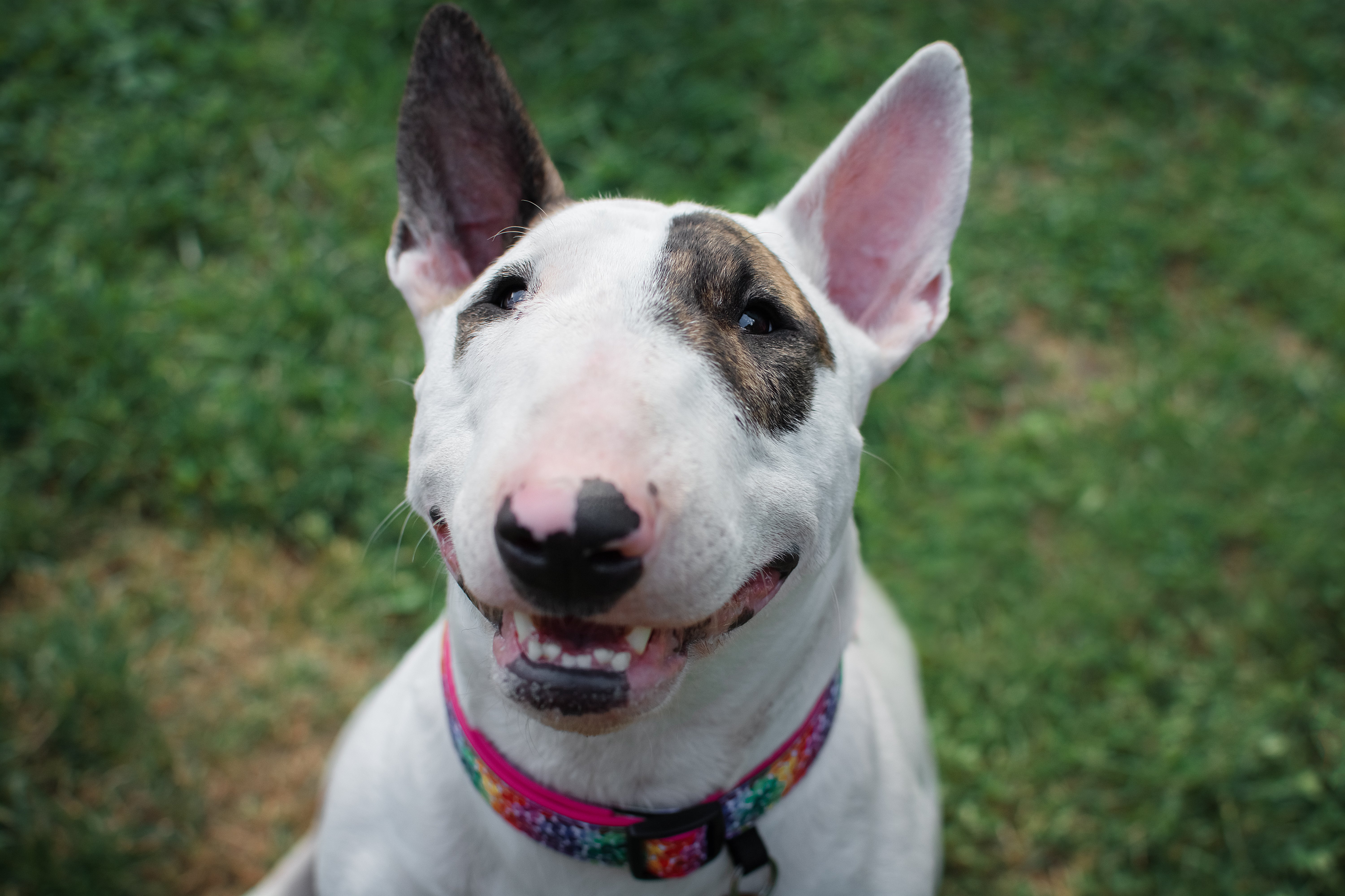 Bull Terrier dog breed looking up at camera with grass in background