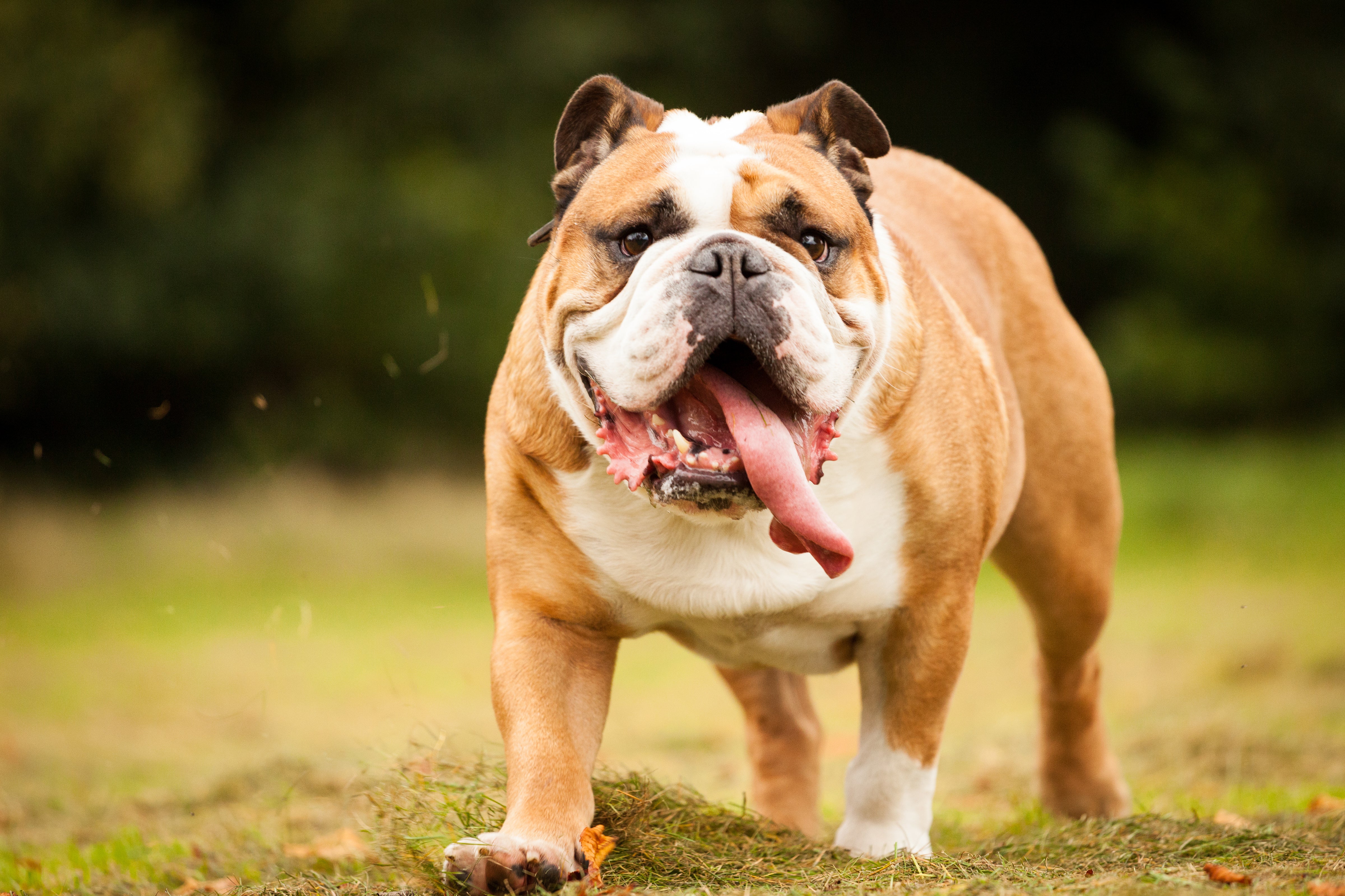 Bulldog running in the grass with his tongue hanging out