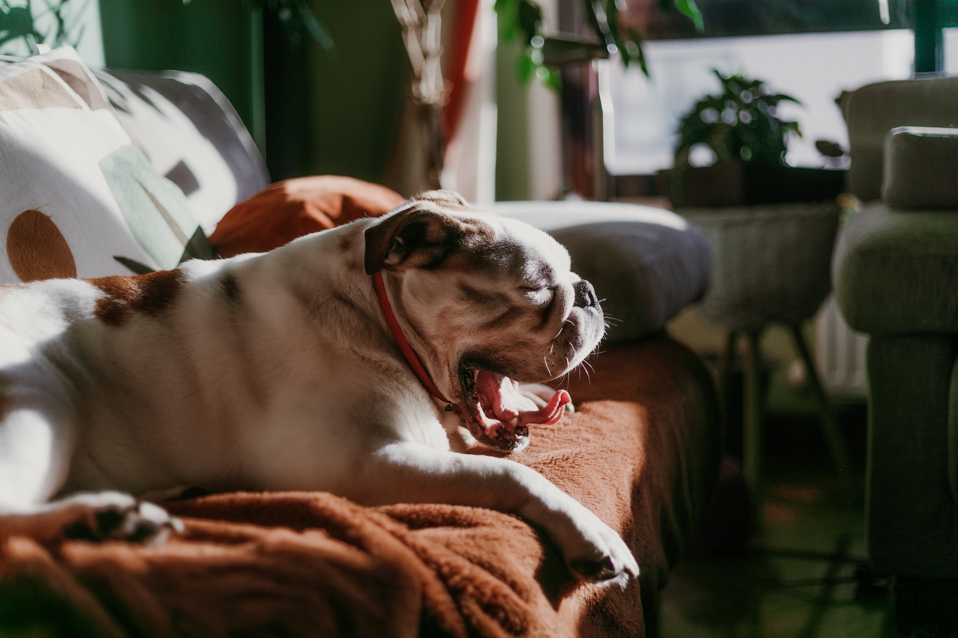 Yawning bulldog laying on couch