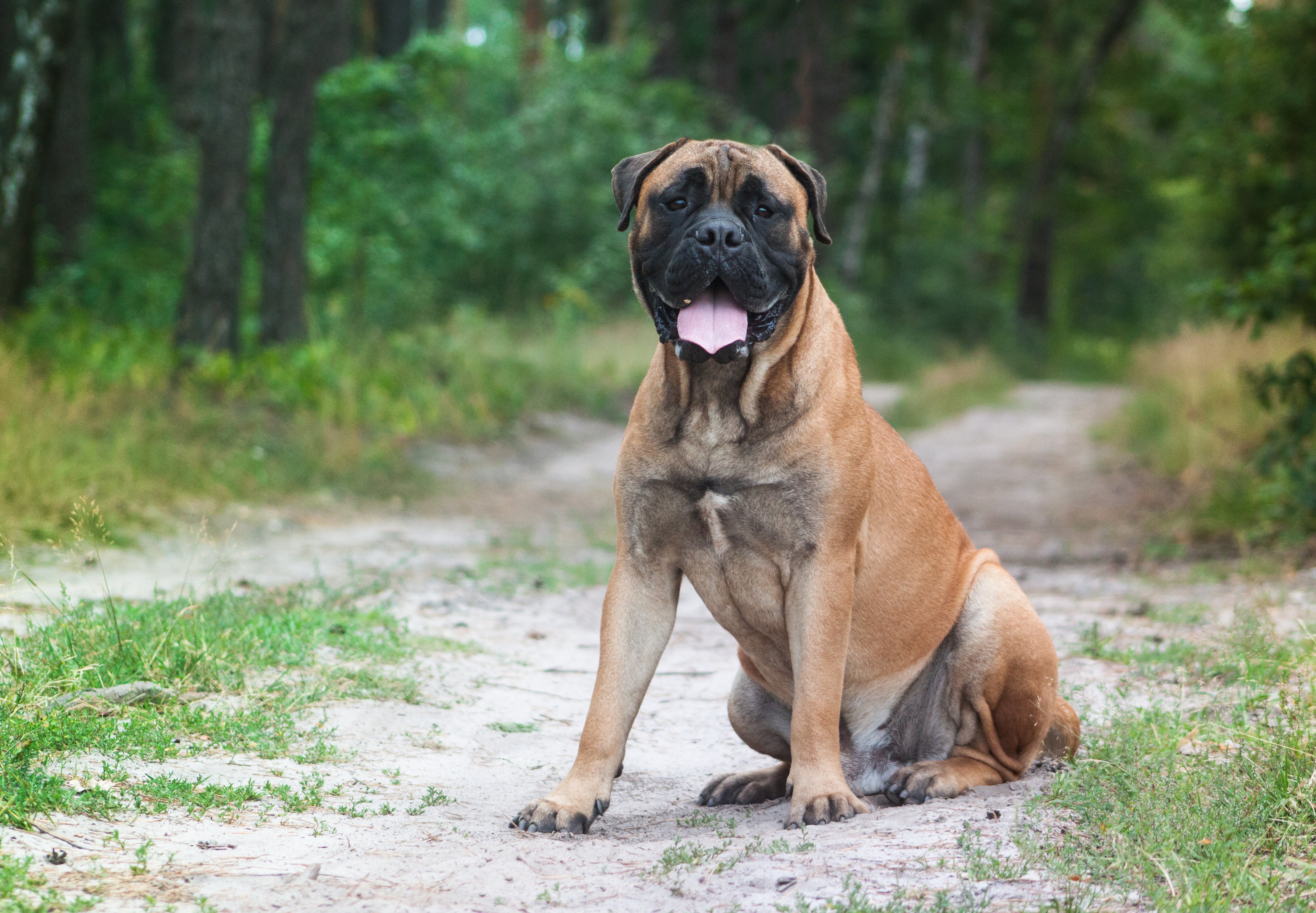 Bullmastiff dog breed sitting with tongue out on a dirt road in the forest