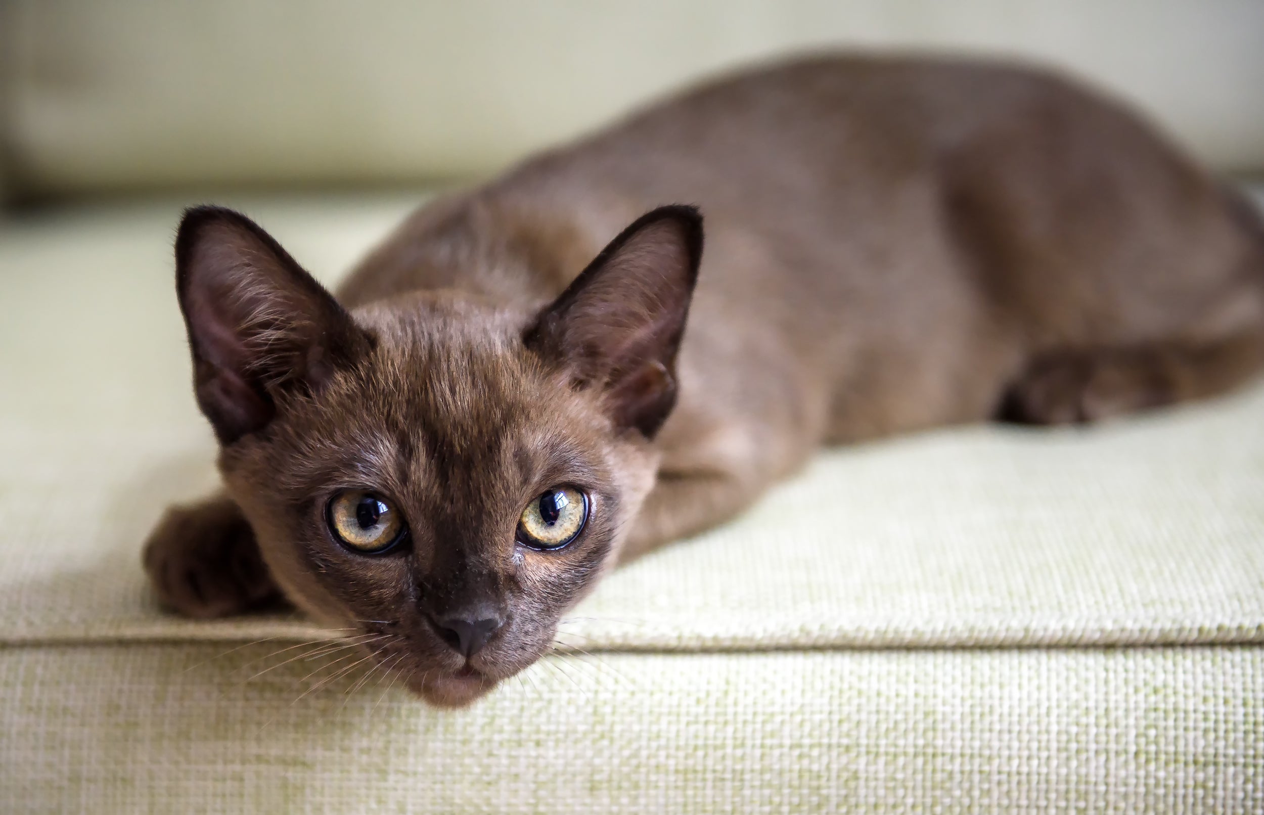 Burmese cat breed kitten  laying on the edge of a sofa 