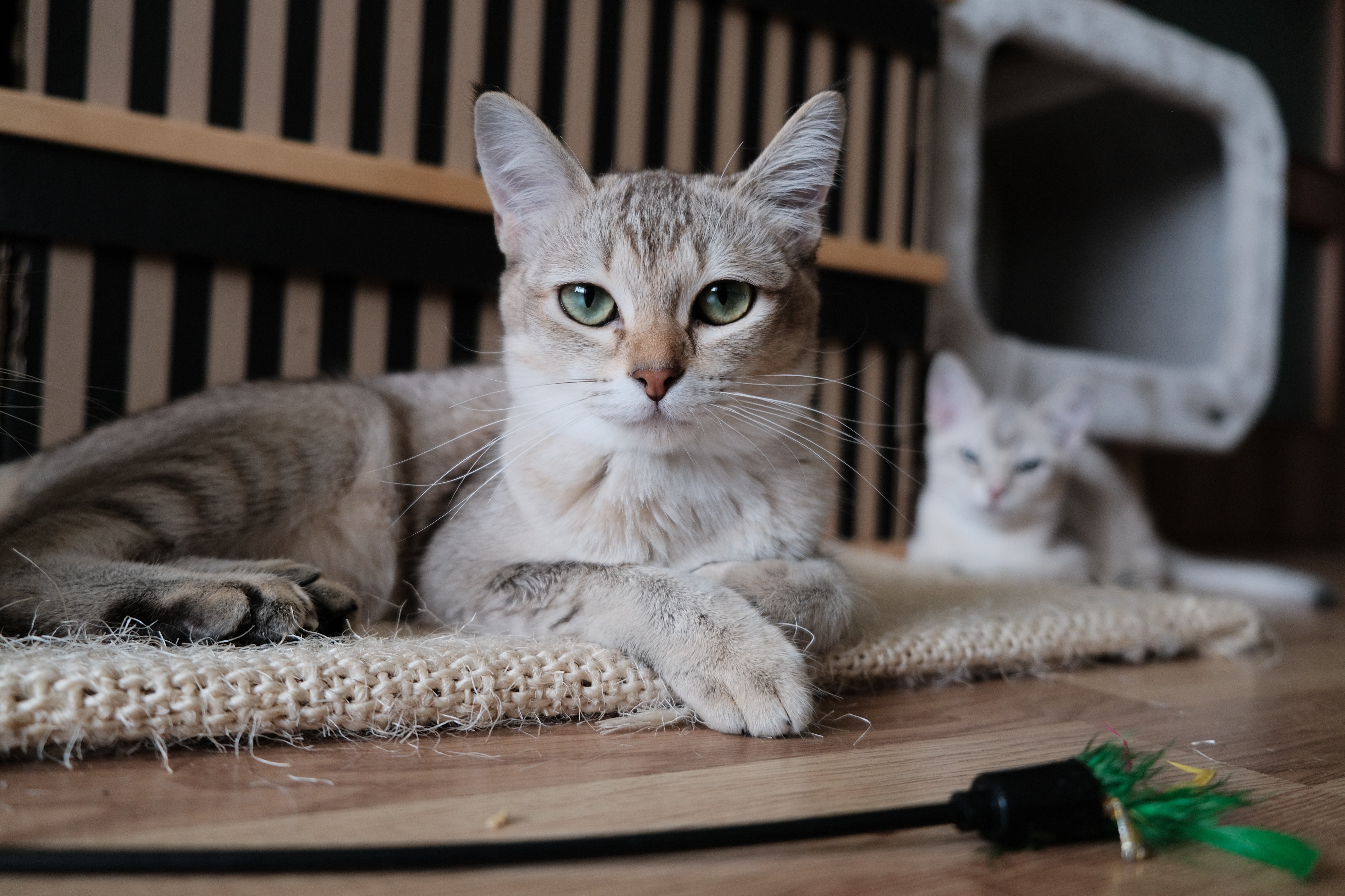 Burmilla cat relaxing at home