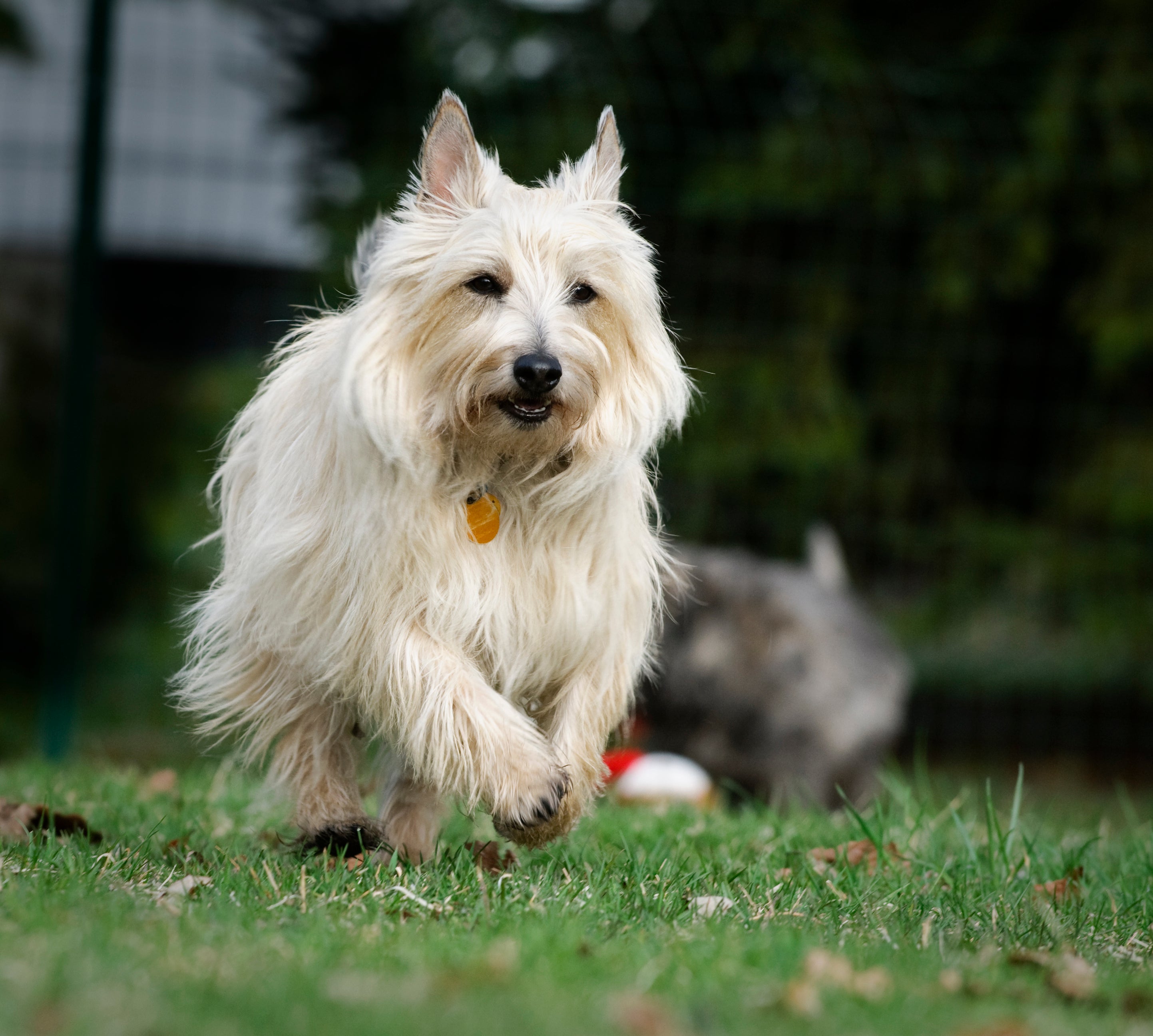 Front view of Cairn Terrier dog breed running in the grass