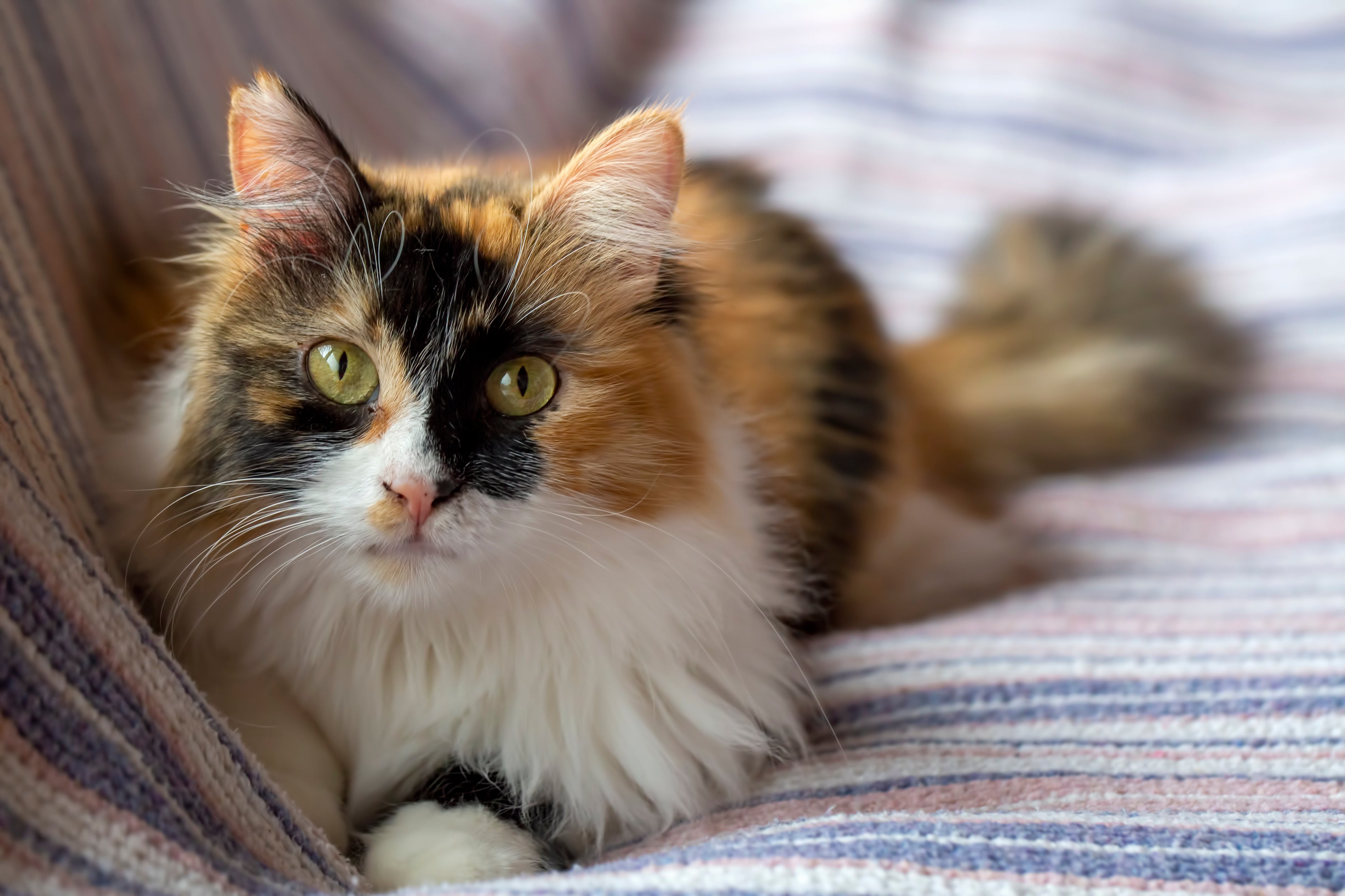 Long haired Calico cat breed laying on a striped couch looking at the camera