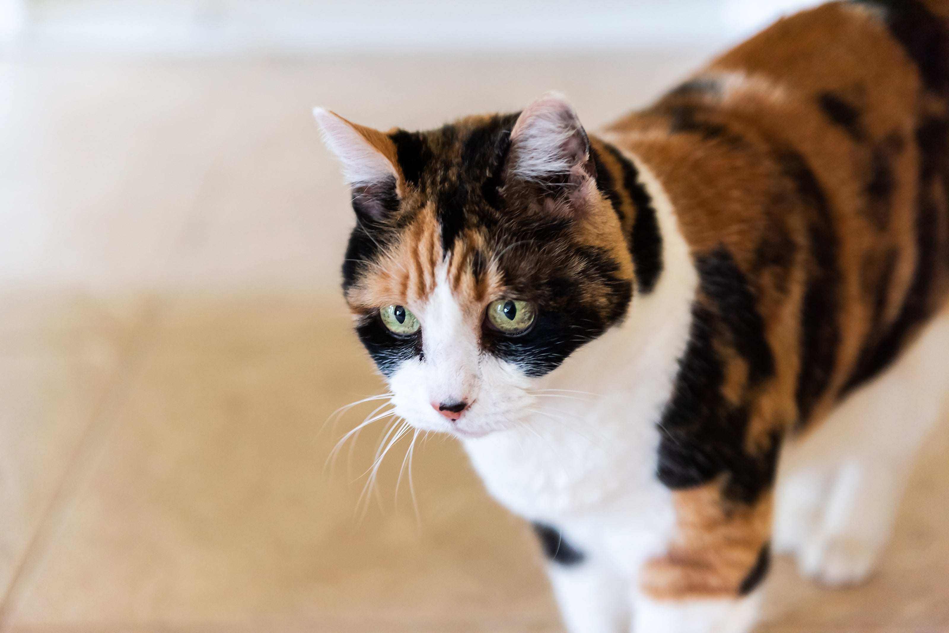 Calico cat with green eyes
