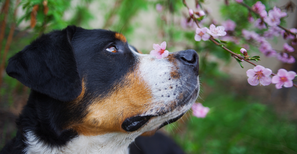 Dog smells Cherry blossom 