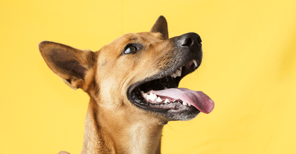 Dog looking