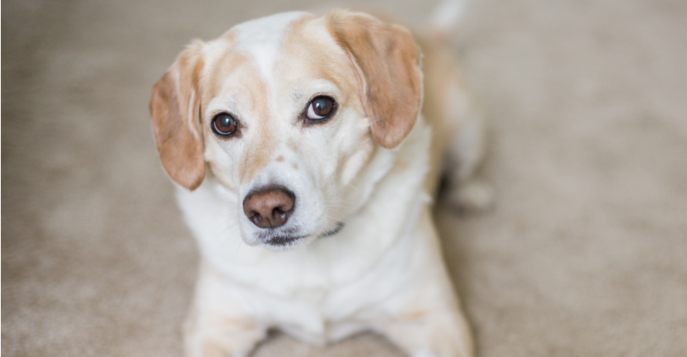 Dog Looking at owner 