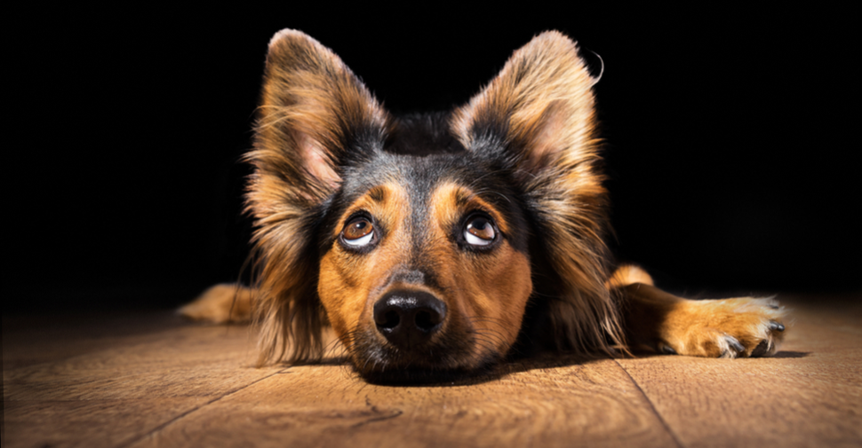 Dogs and vision in dark