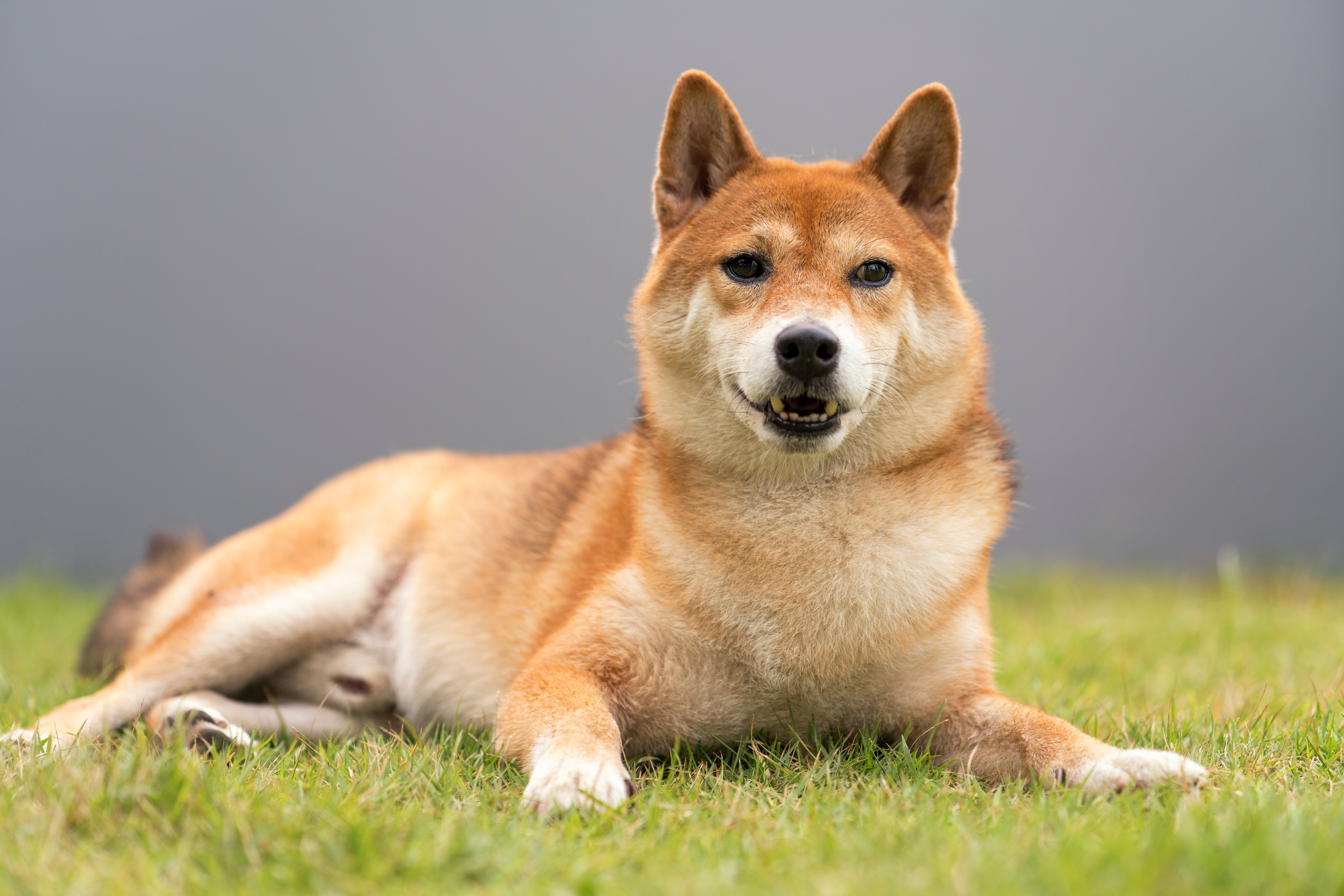 canaan dog breed laying in the backyard with a gray fence