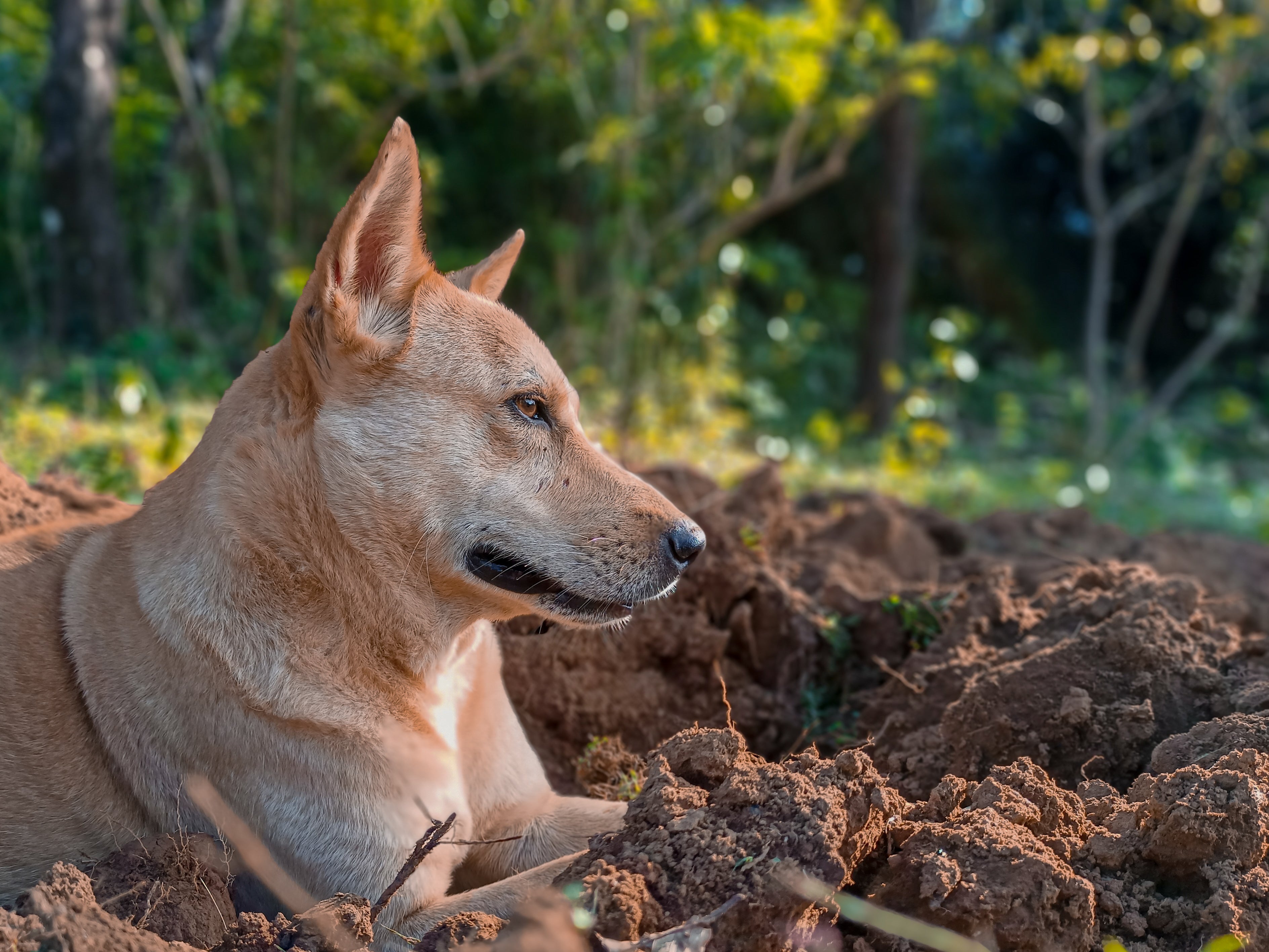 closeup of canaan dog breed laying in the dirt