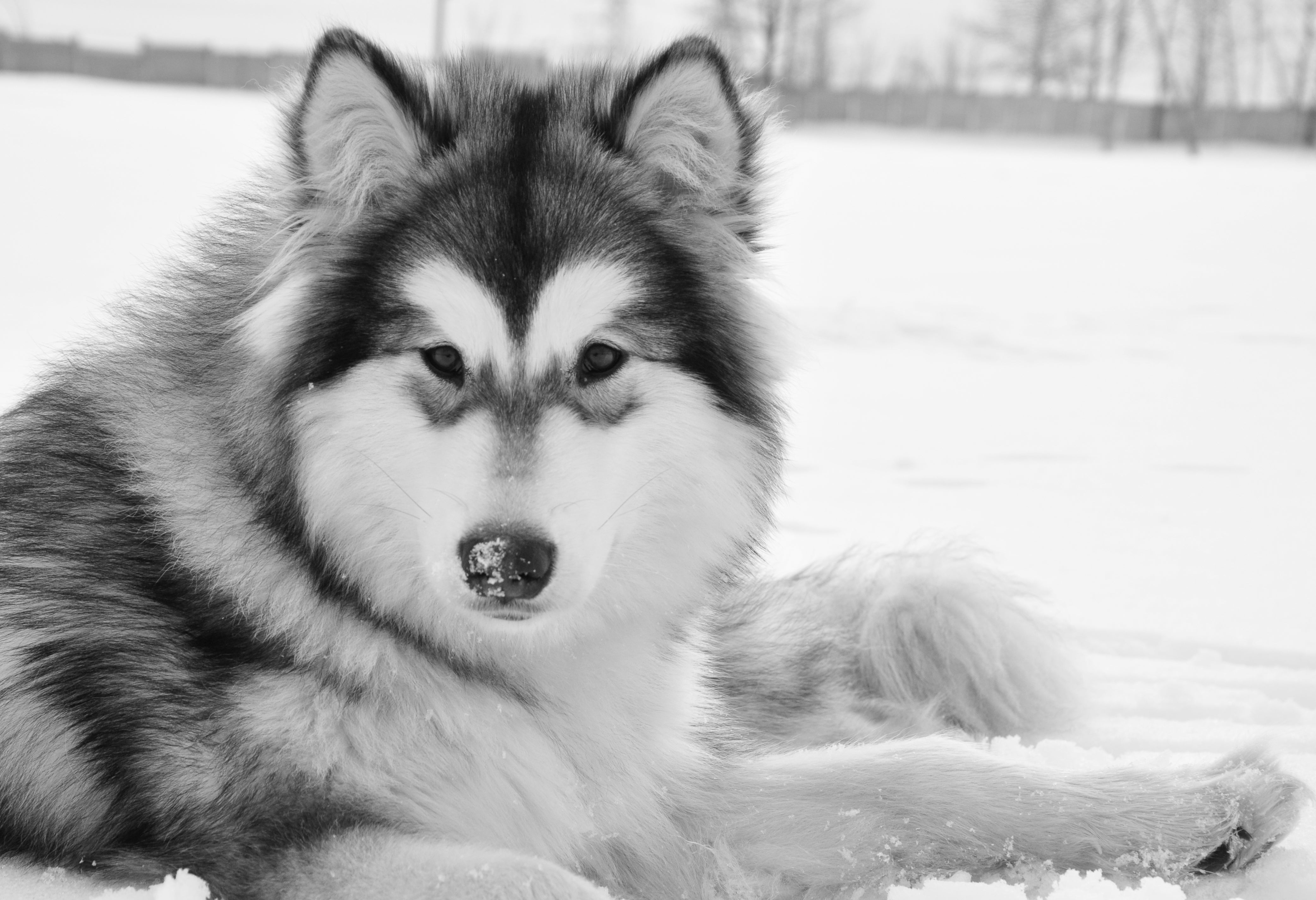 Canadian Eskimo dog breed laying in the snow looking at the camera