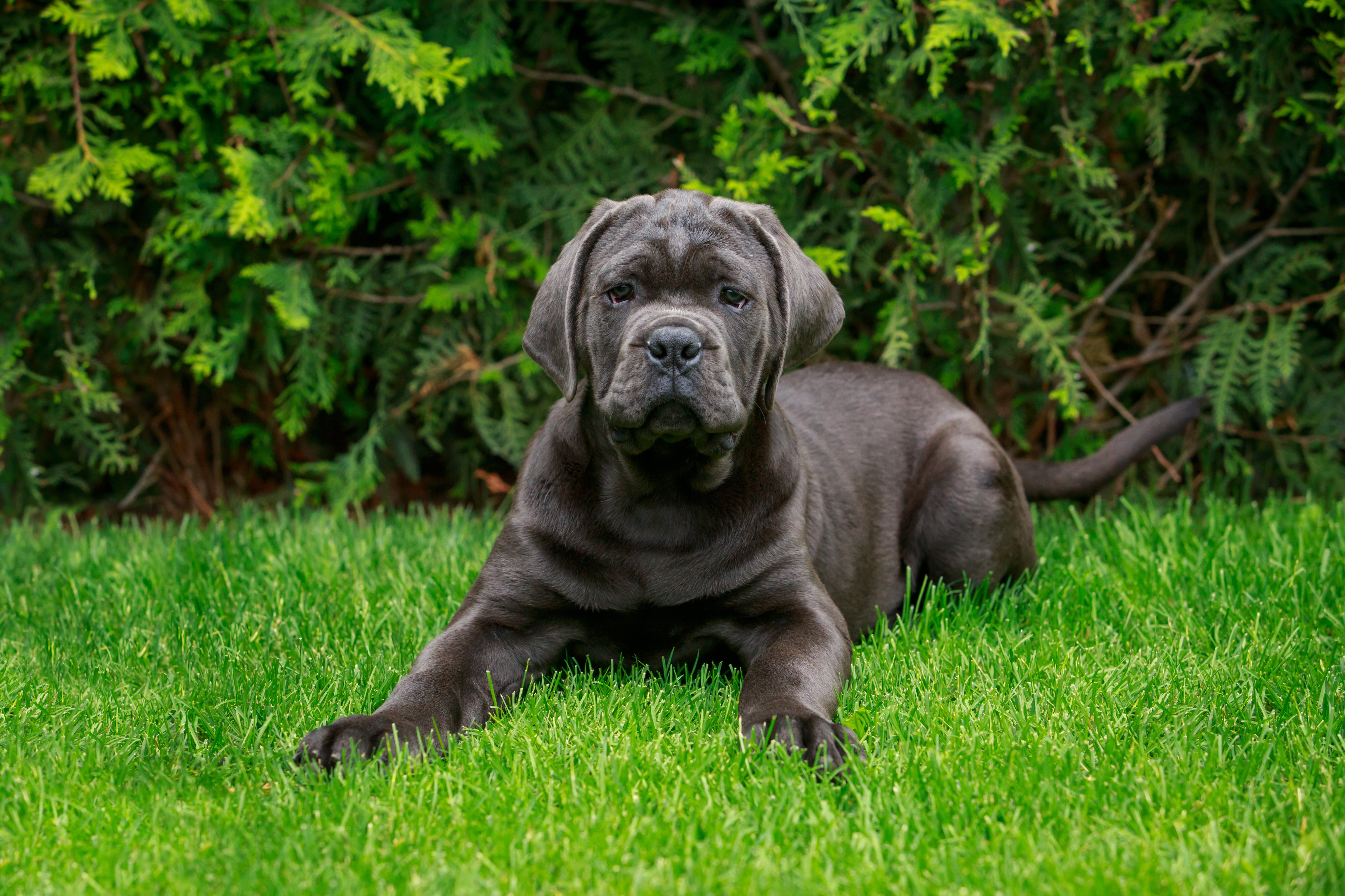 Cane Corso dog breed laying in the grass with green trees behind