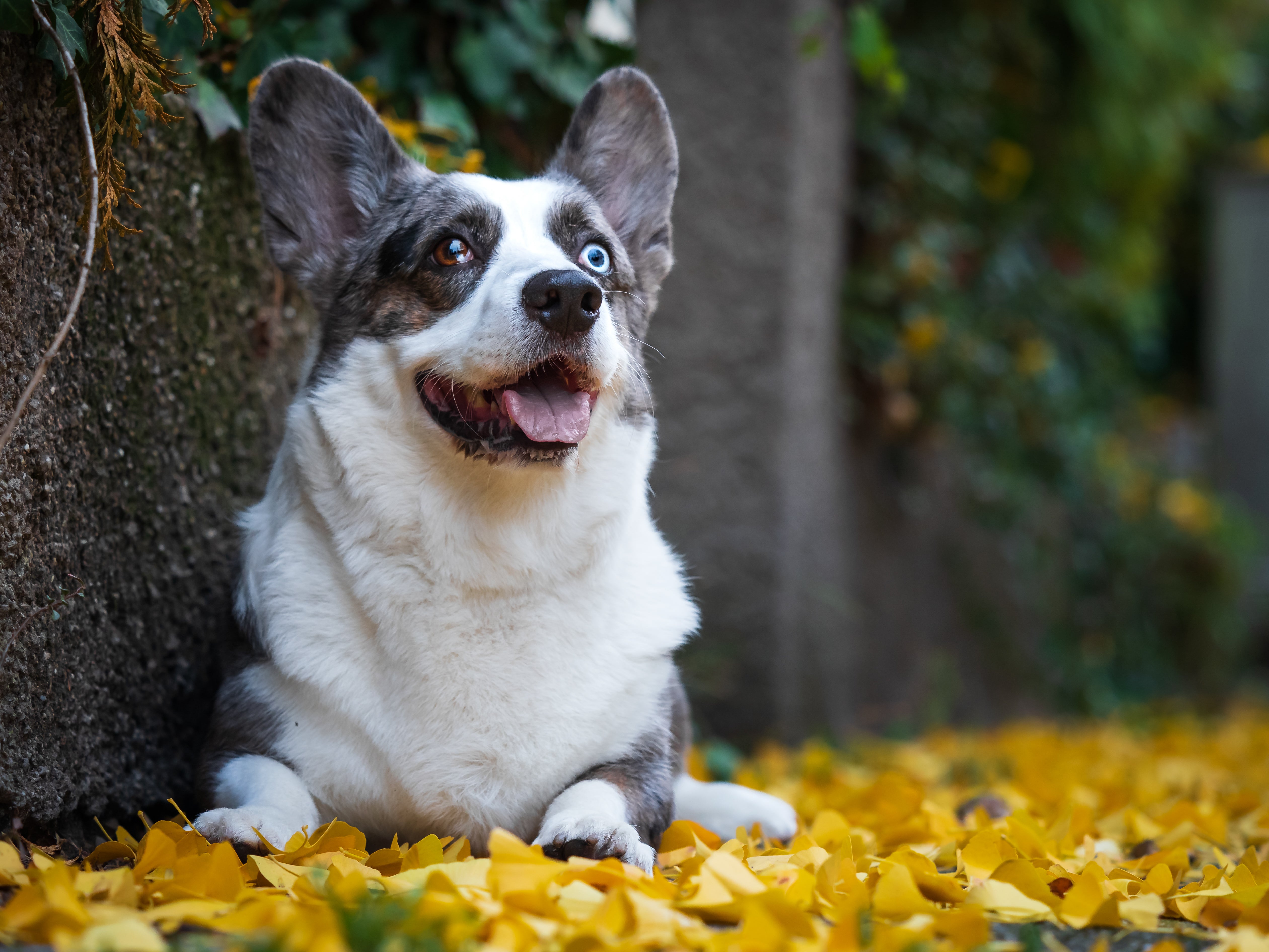 Close up of a Cardigan Welsh Corgi dog breed laying down on yellow leaves looking up