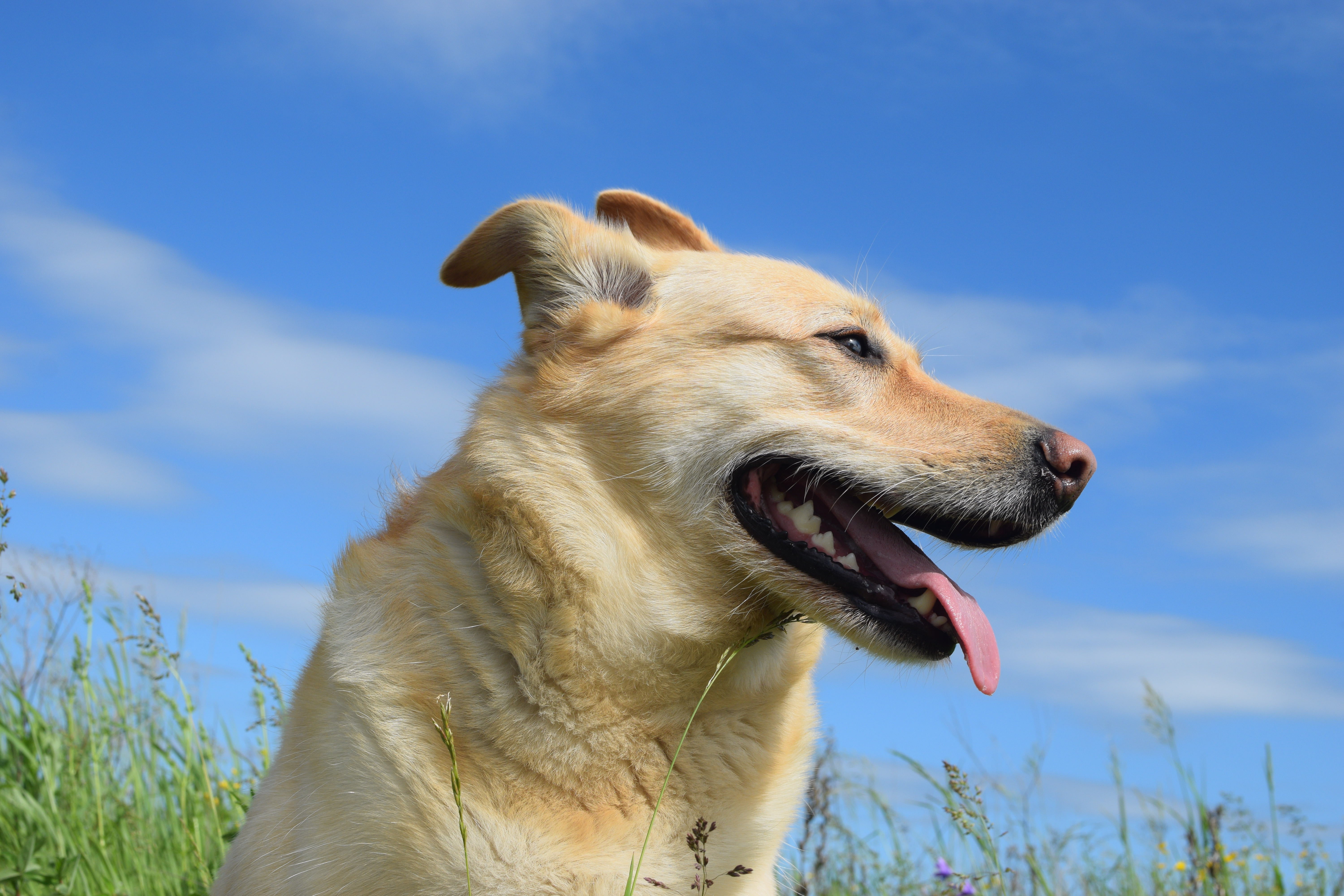 Side view headshot of a Carolina dog breed panting with tall grass and blue sky behind